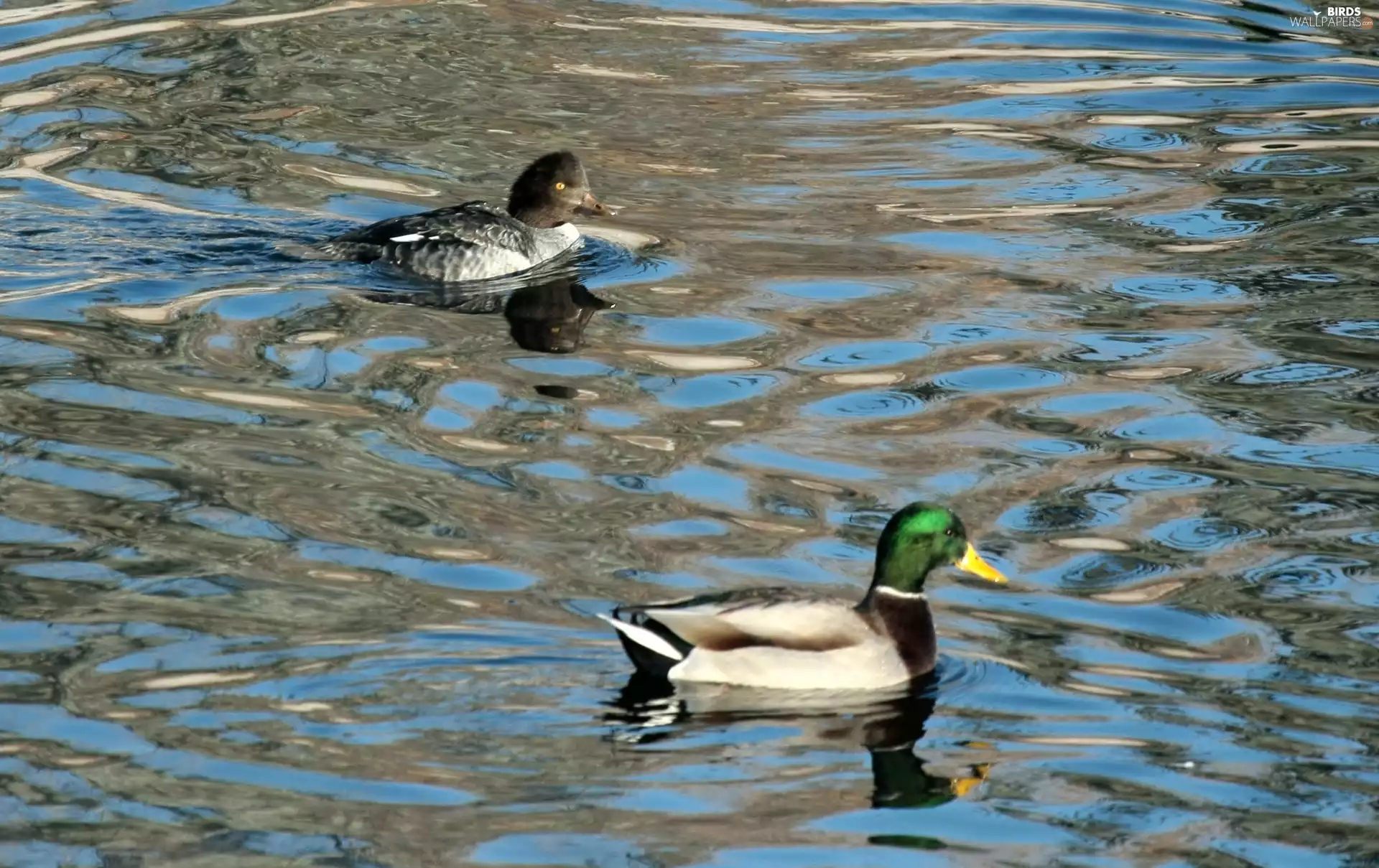 water, Two, ducks
