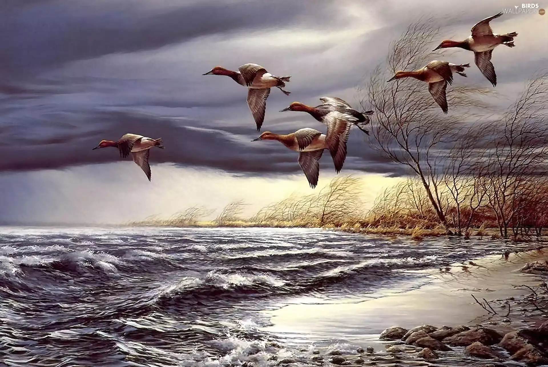 ducks, trees, viewes, water