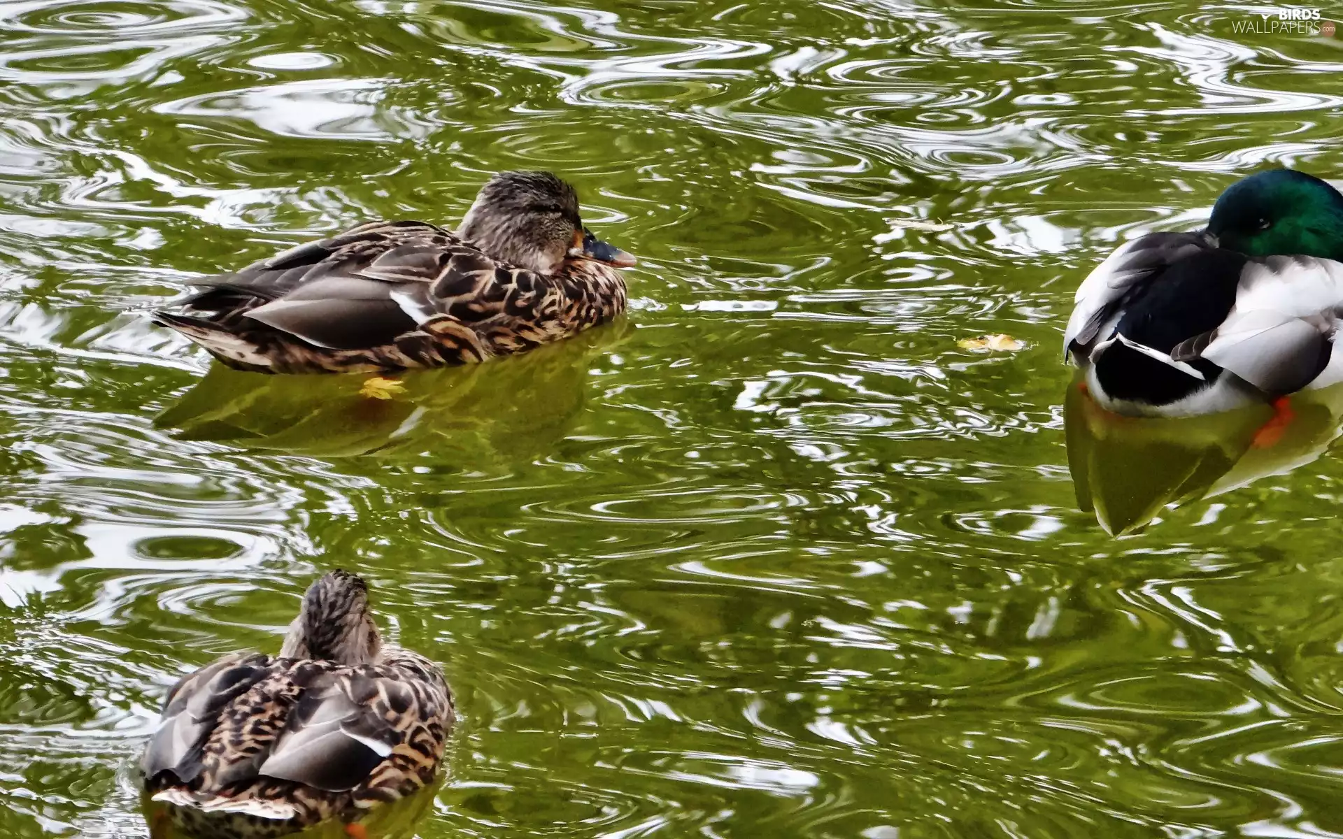 water, wild, ducks
