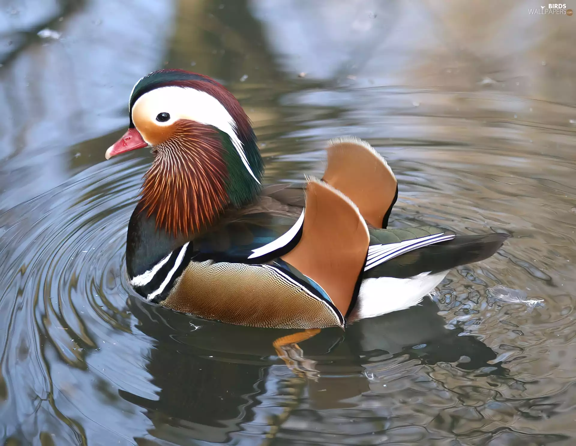 water, mandarine, feather