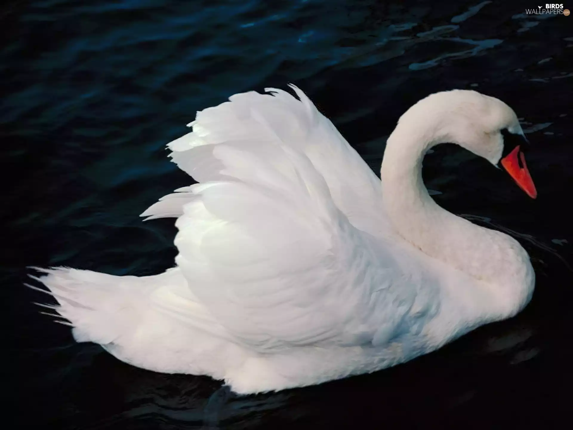 water, Swans, feather