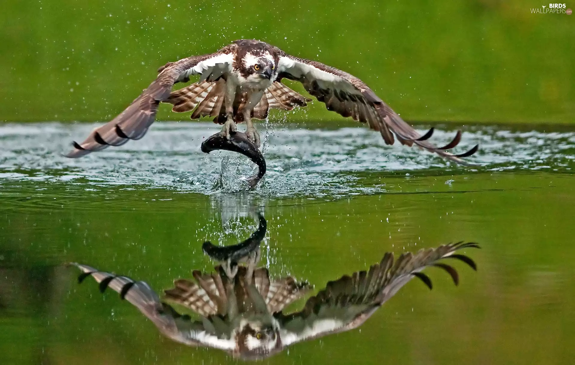 water, osprey, fish