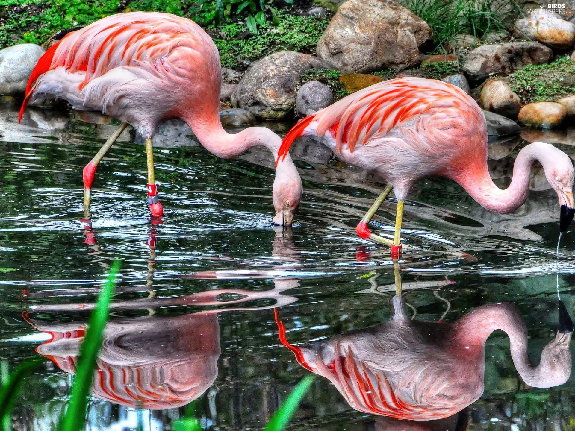 water, beatyfull, Flamingos