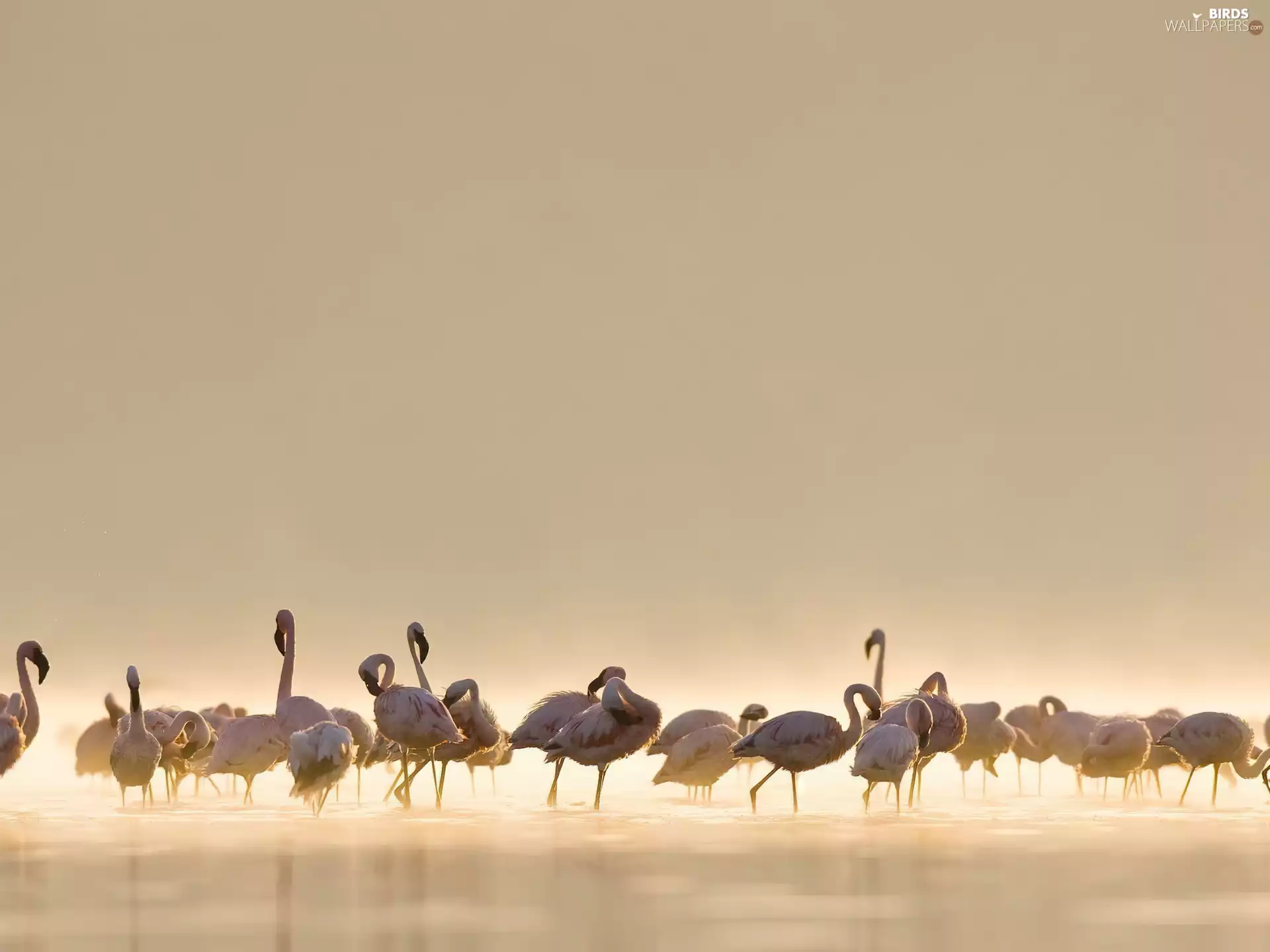 water, herd, flamingos