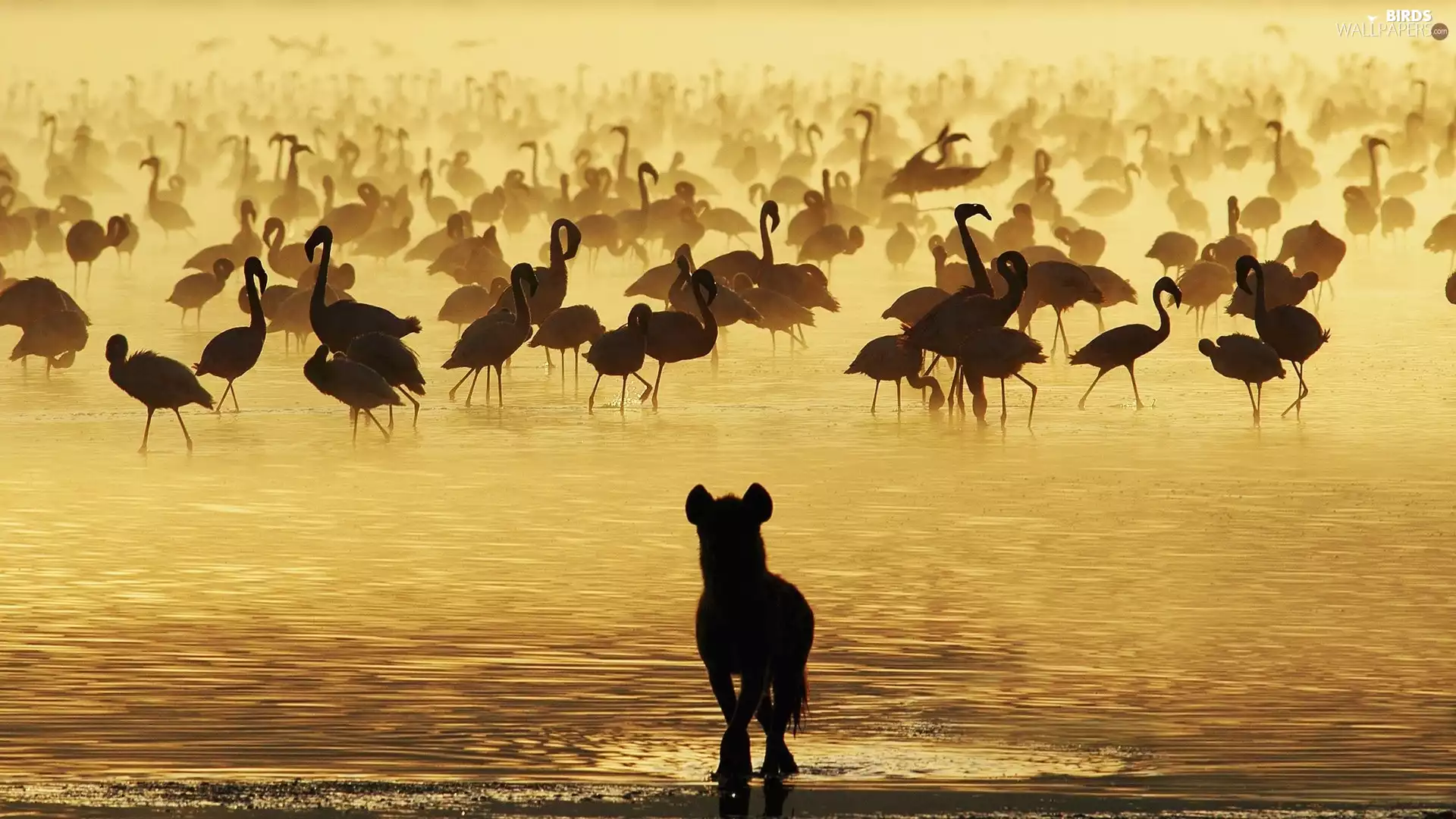 water, hyena, Flamingos