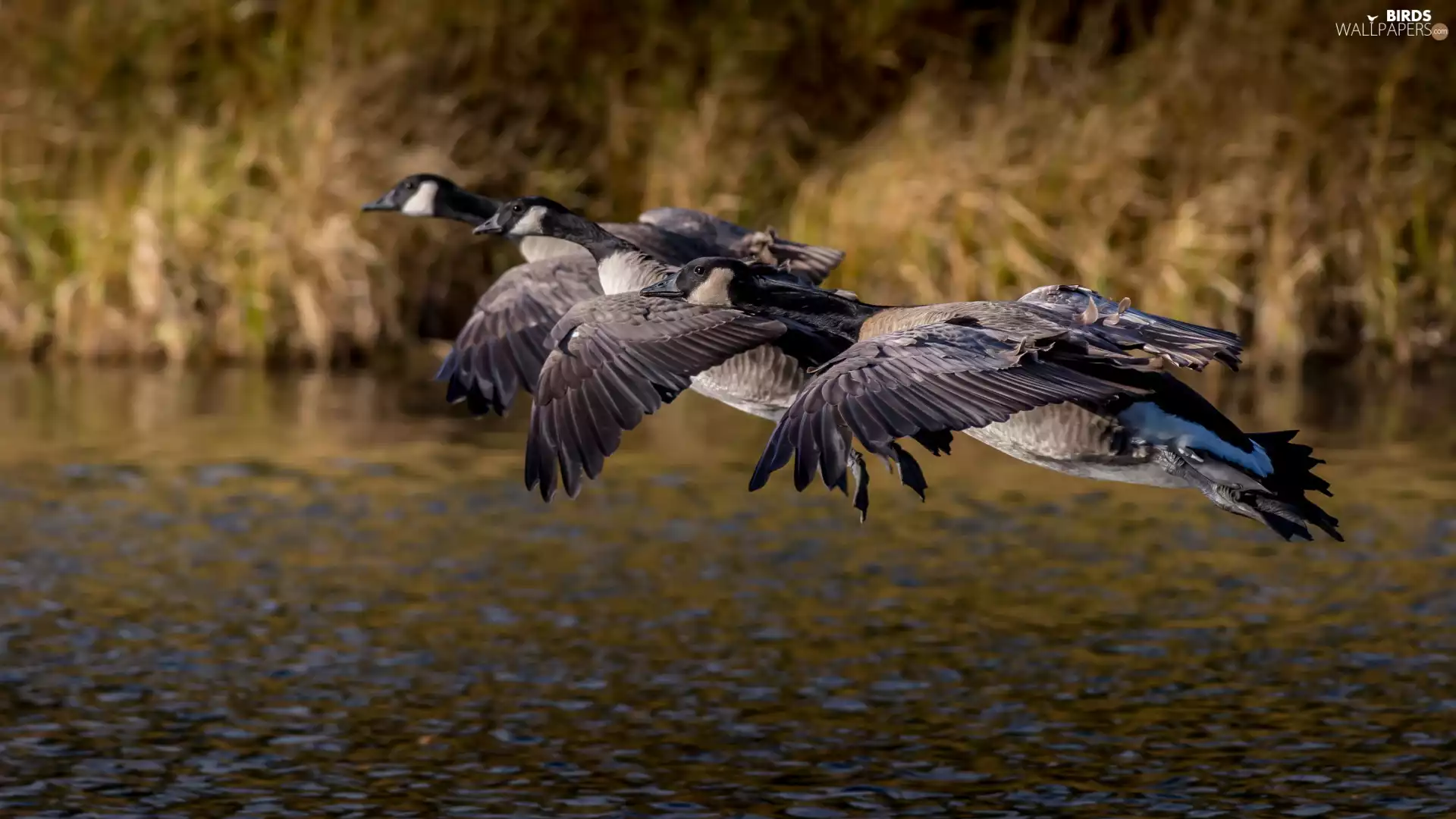 geese, birds, flight, water, Canada Goose, wild