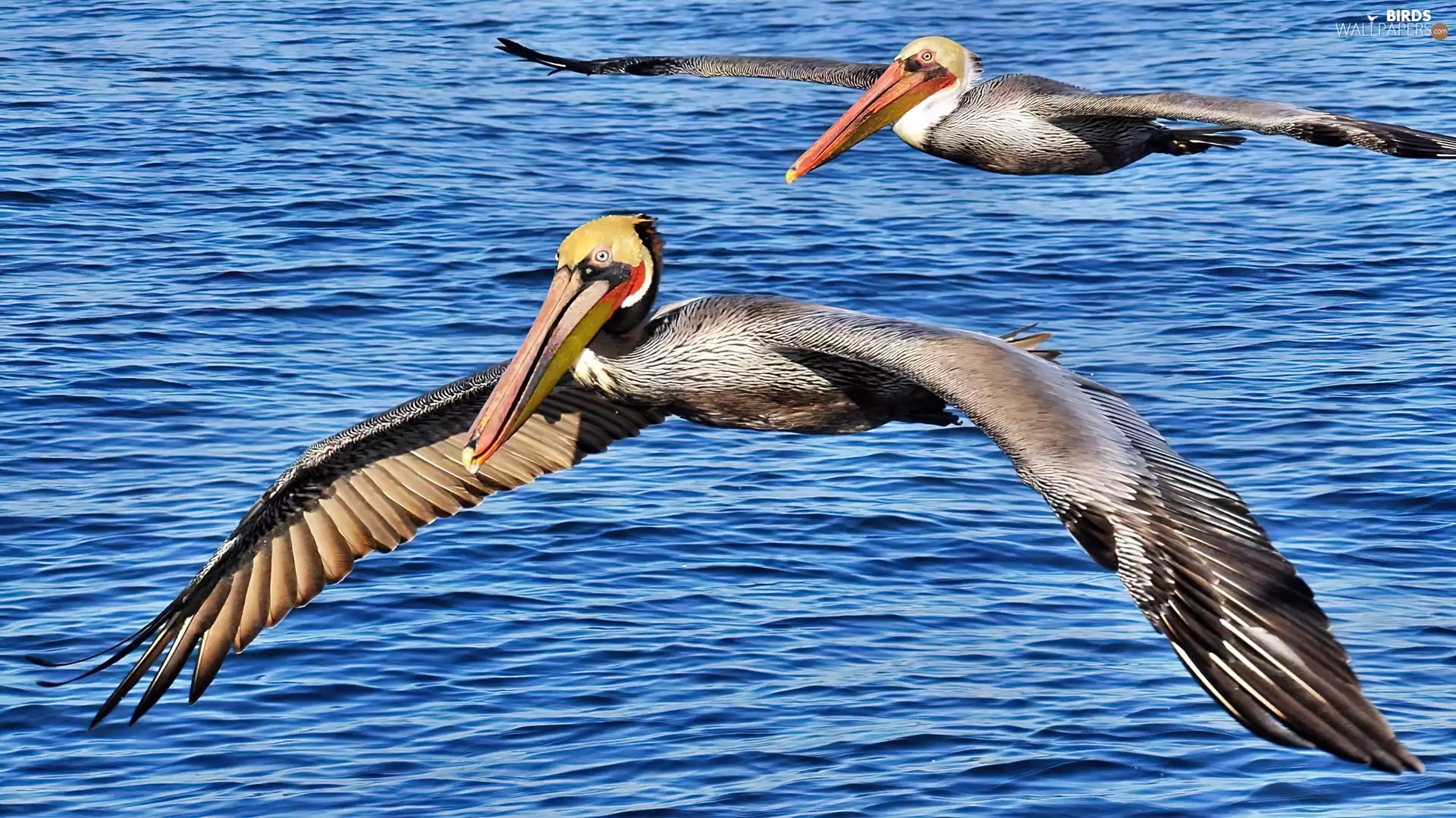 water, pelicans, flight