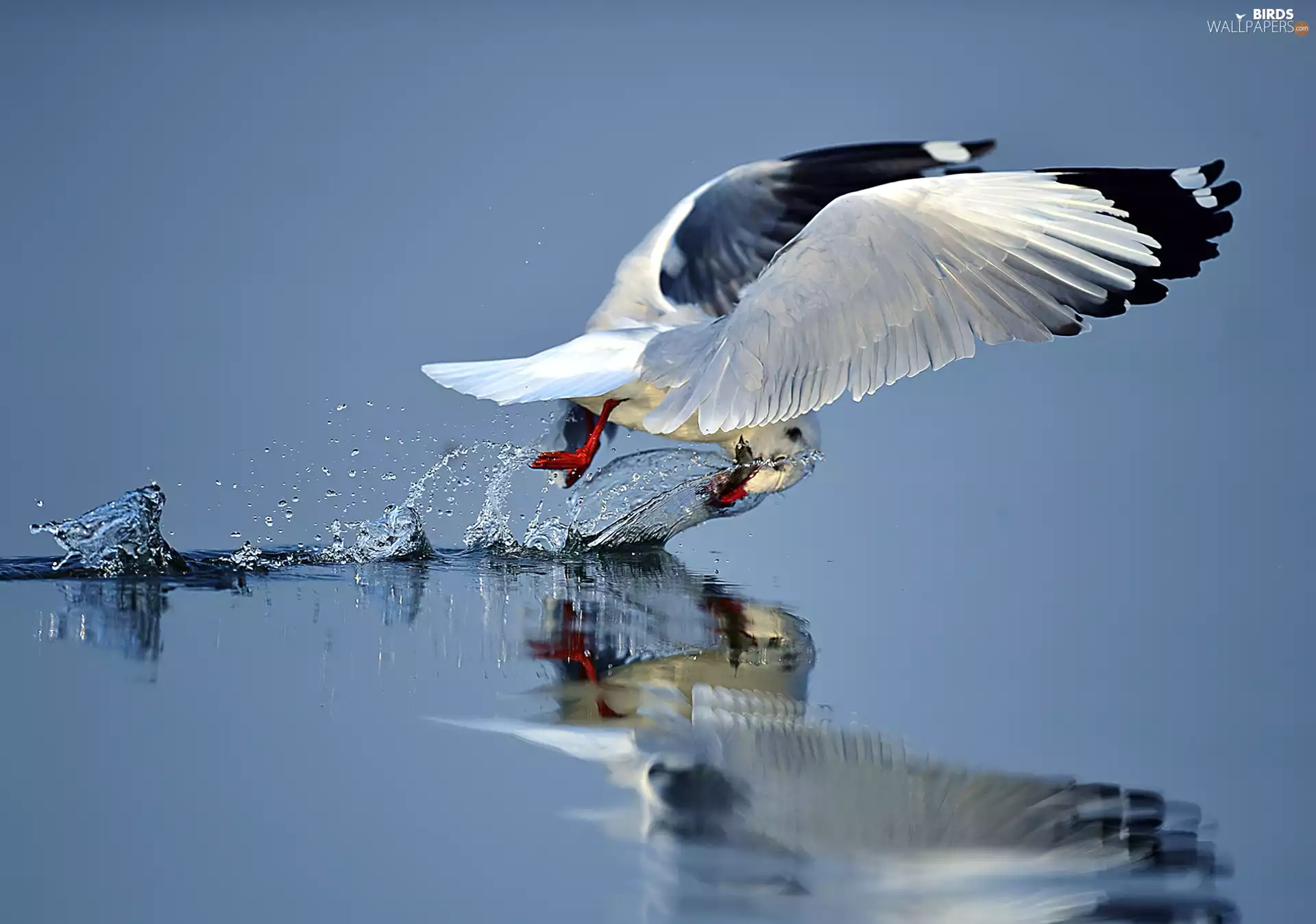 water, seagull, flight