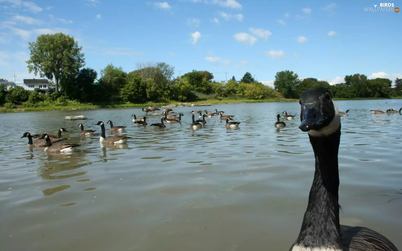water, Canadian, geese