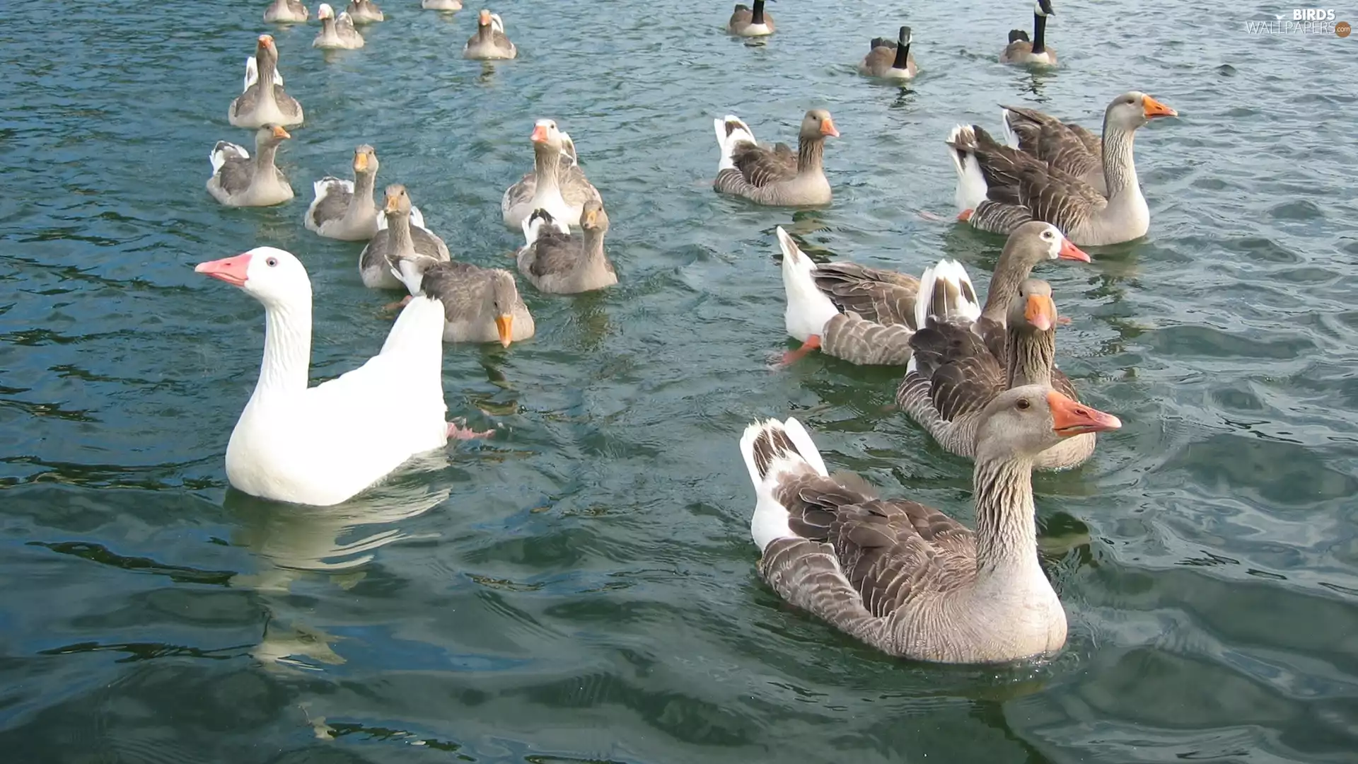 water, gooses