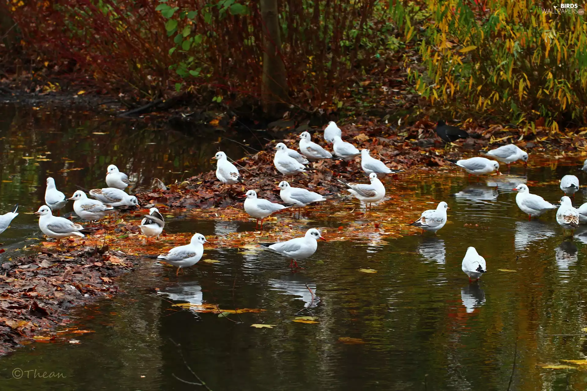 autumn, water, Gull, Leaf, gulls