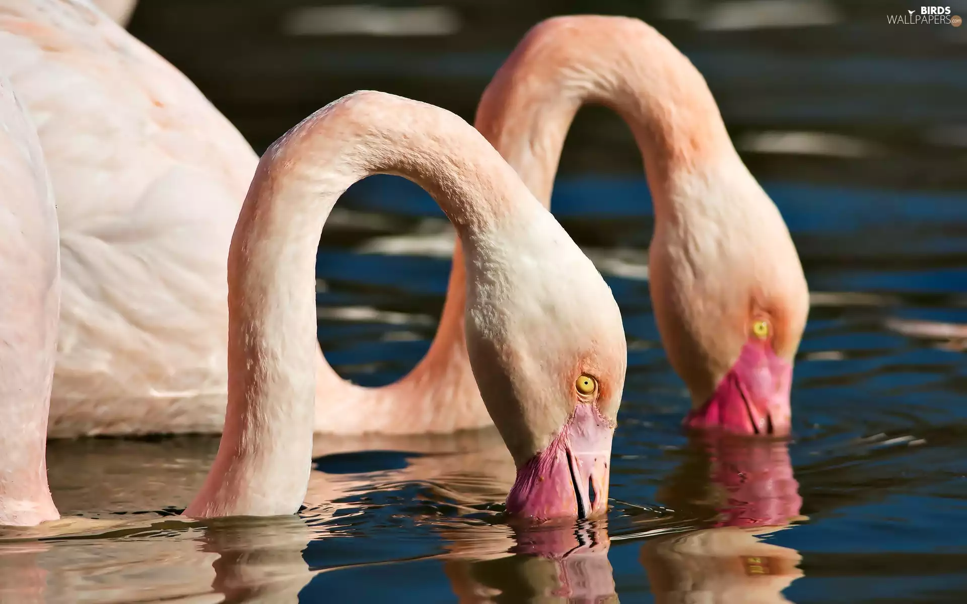 water, Flamingos, head