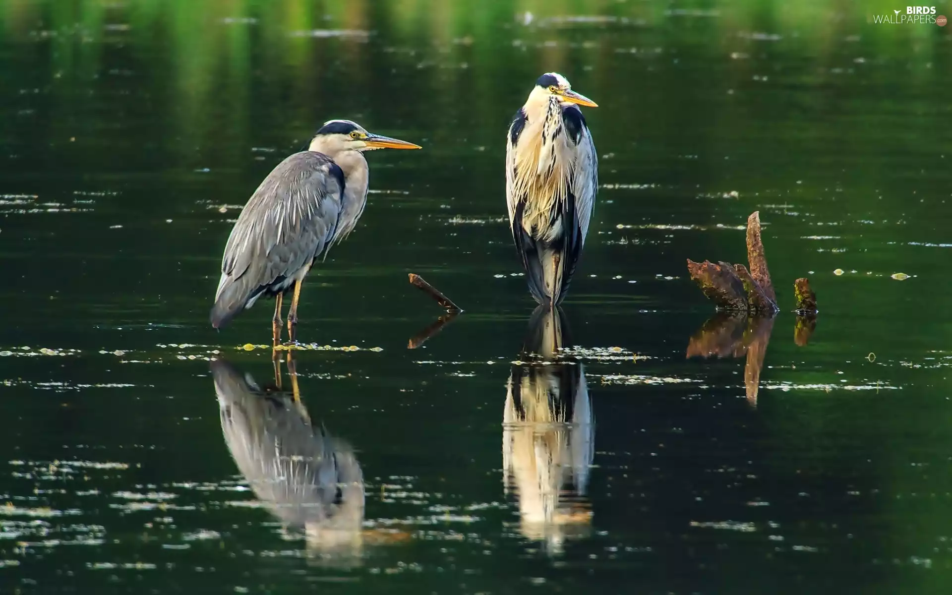 water, Two, herons