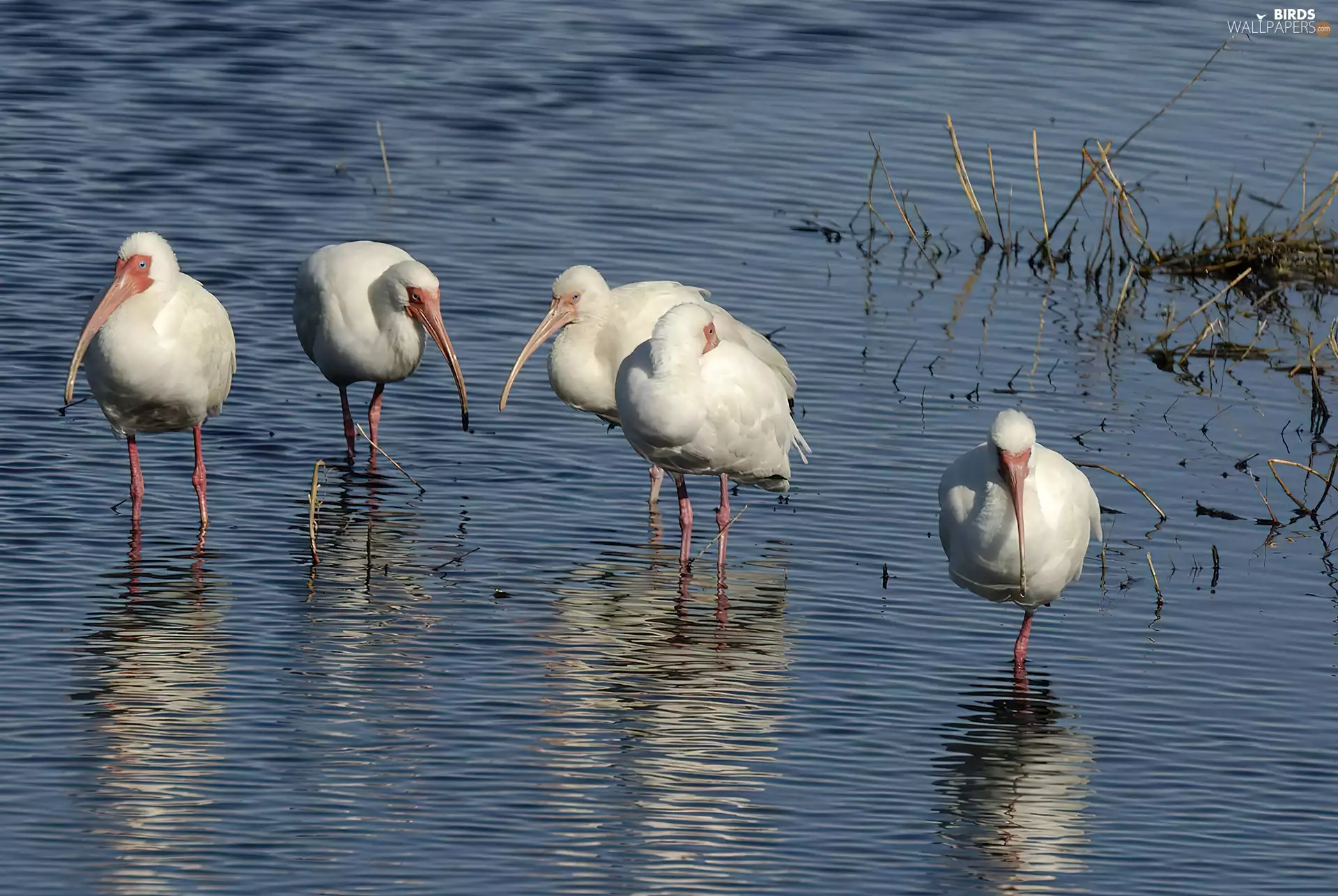 water, White, ibises