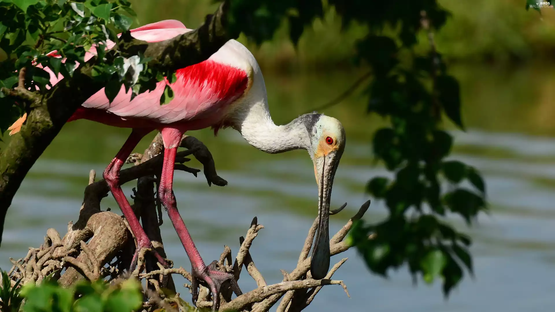branch pics, Leaf, water, trees, ladle