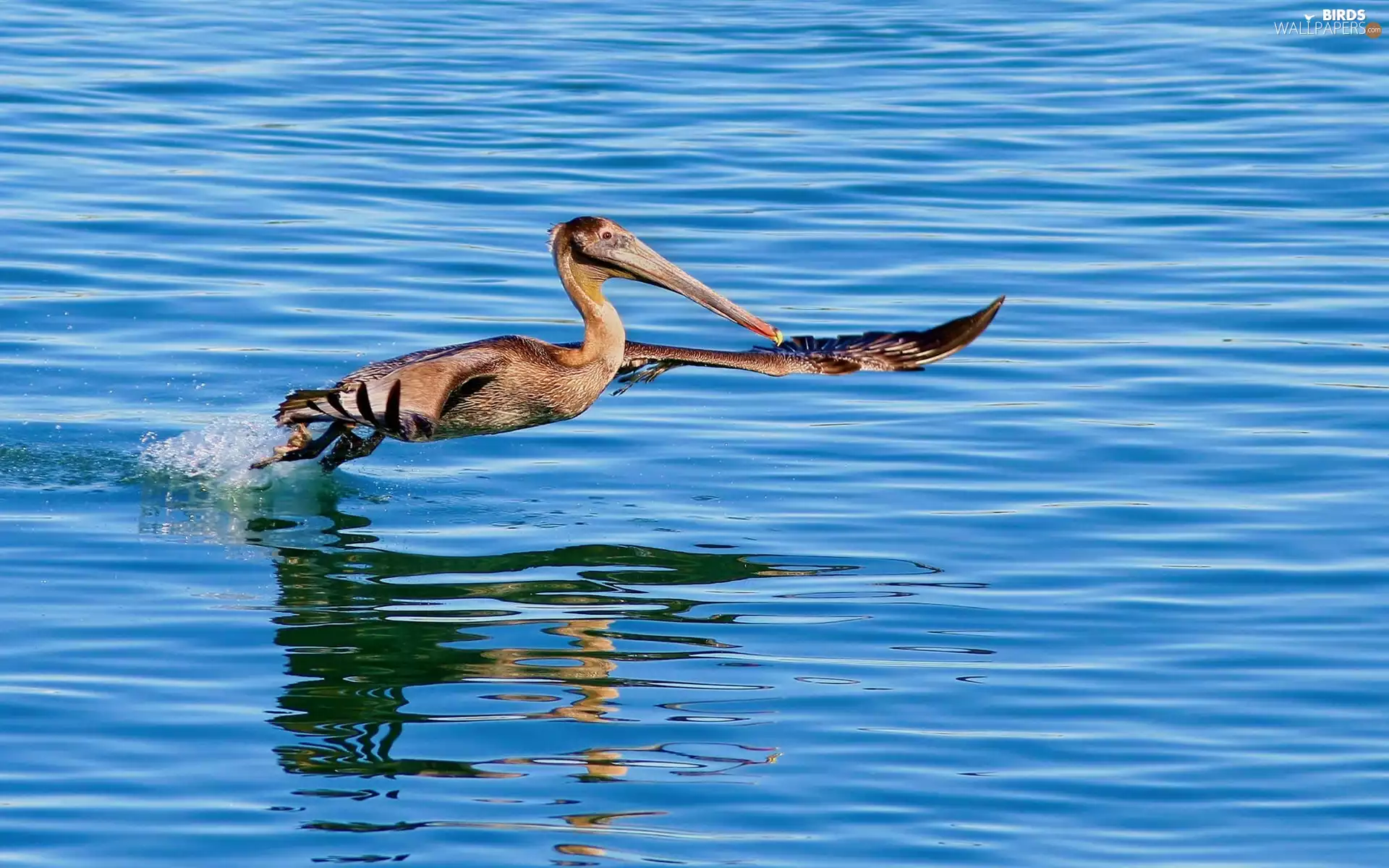 blue, water, long, nose, pelican