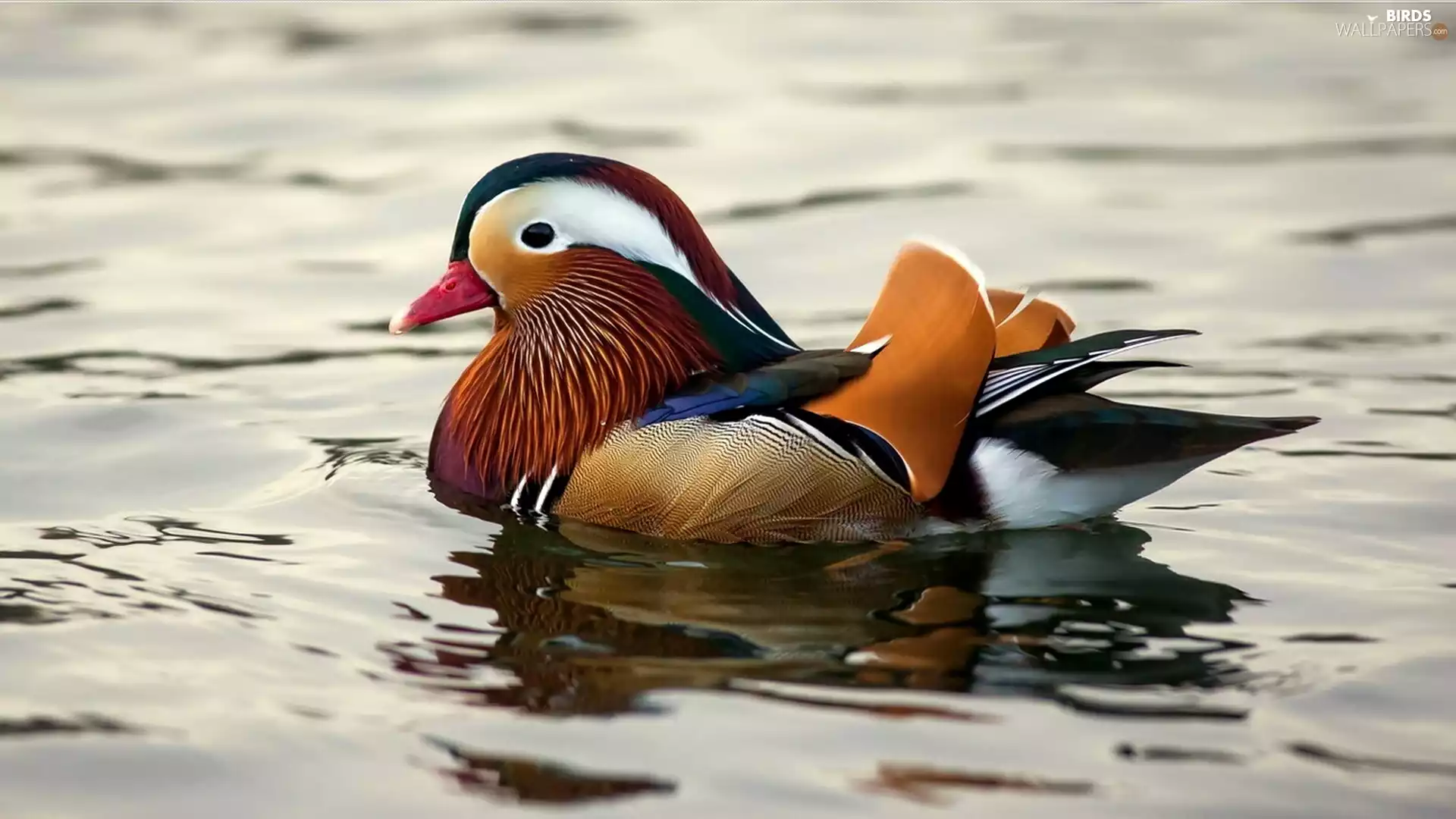 water, duck, mandarine