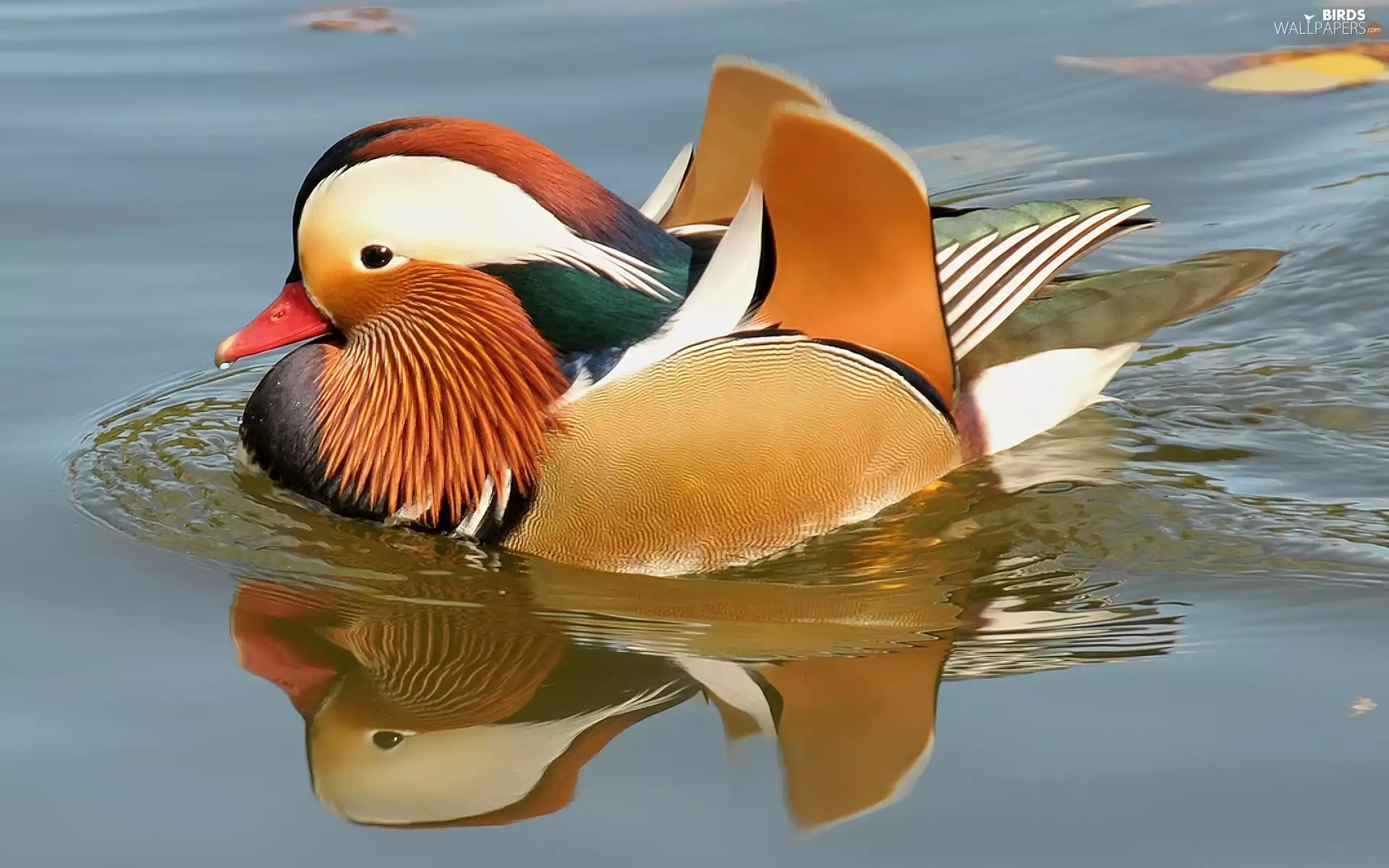 water, duck, mandarine