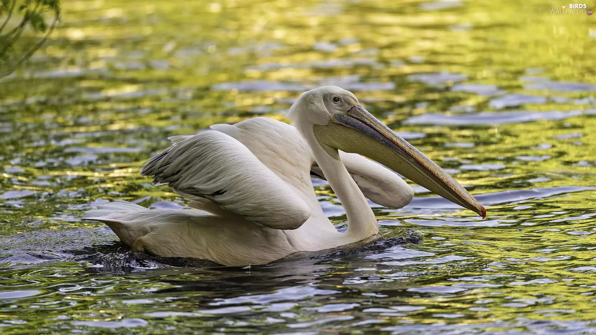 wings, water, pelican, raised, Bird