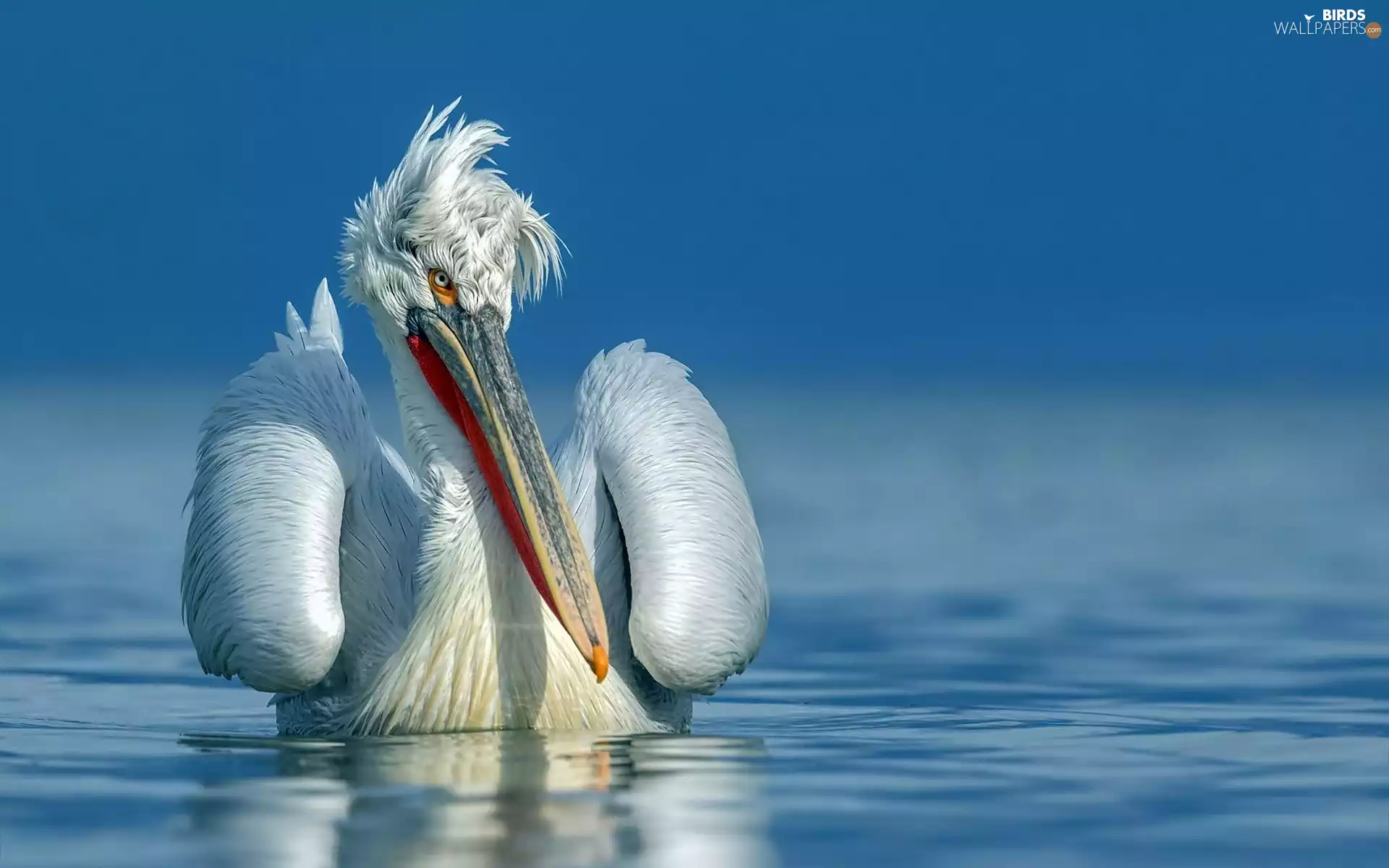 water, Disheveled, pelican