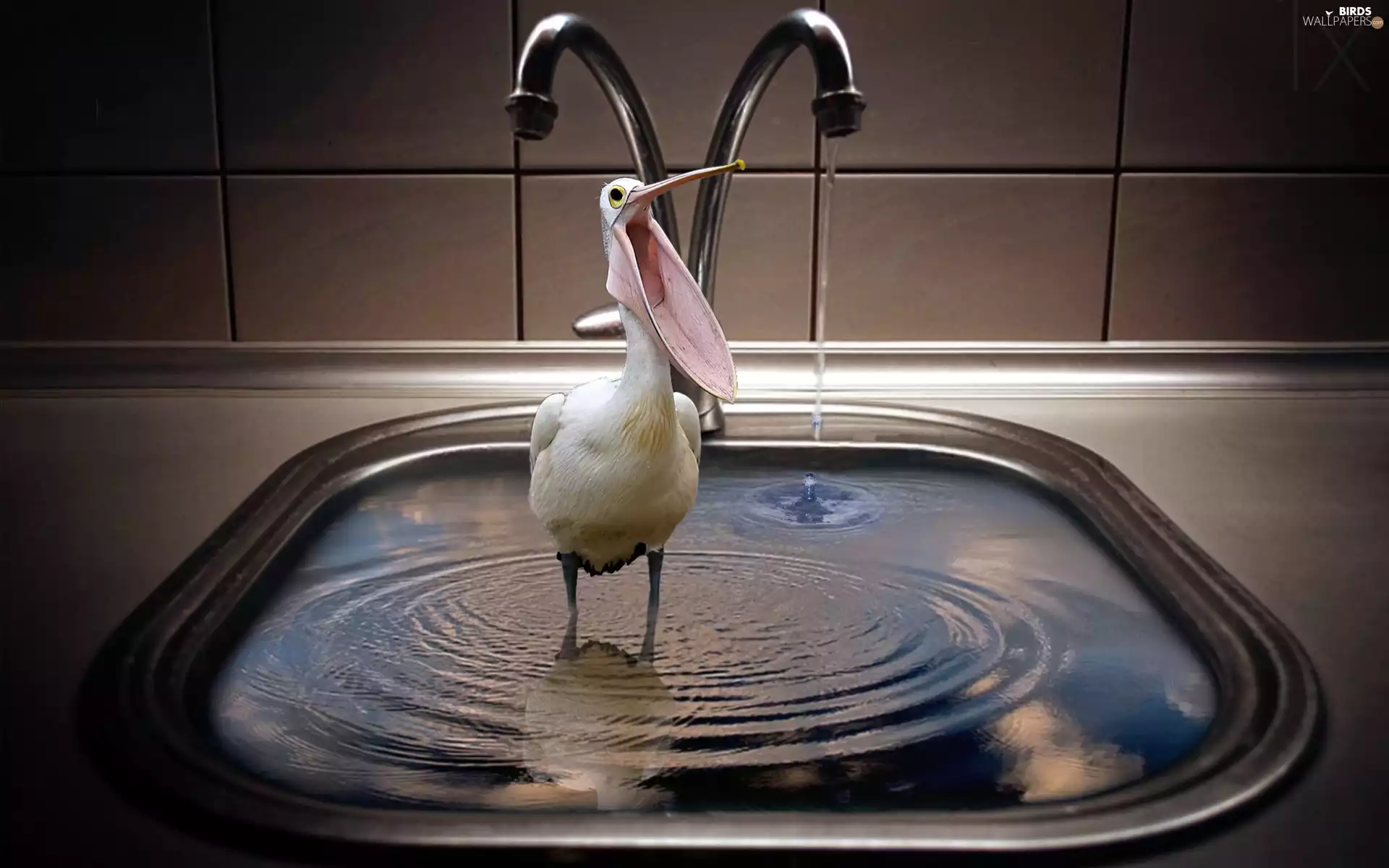 pelican, tap, Funny, water