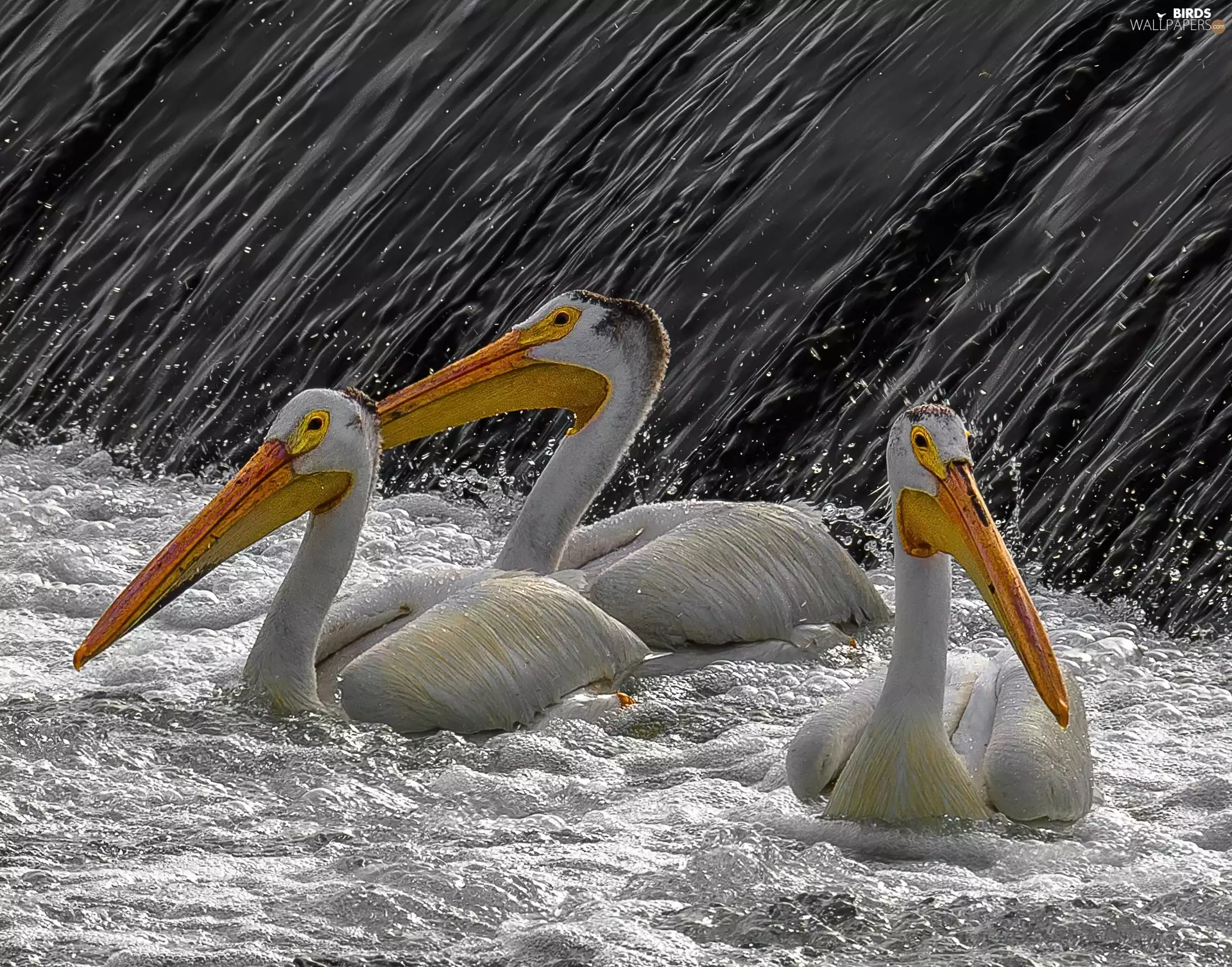 foamed, water, pelicans, runoff, Three