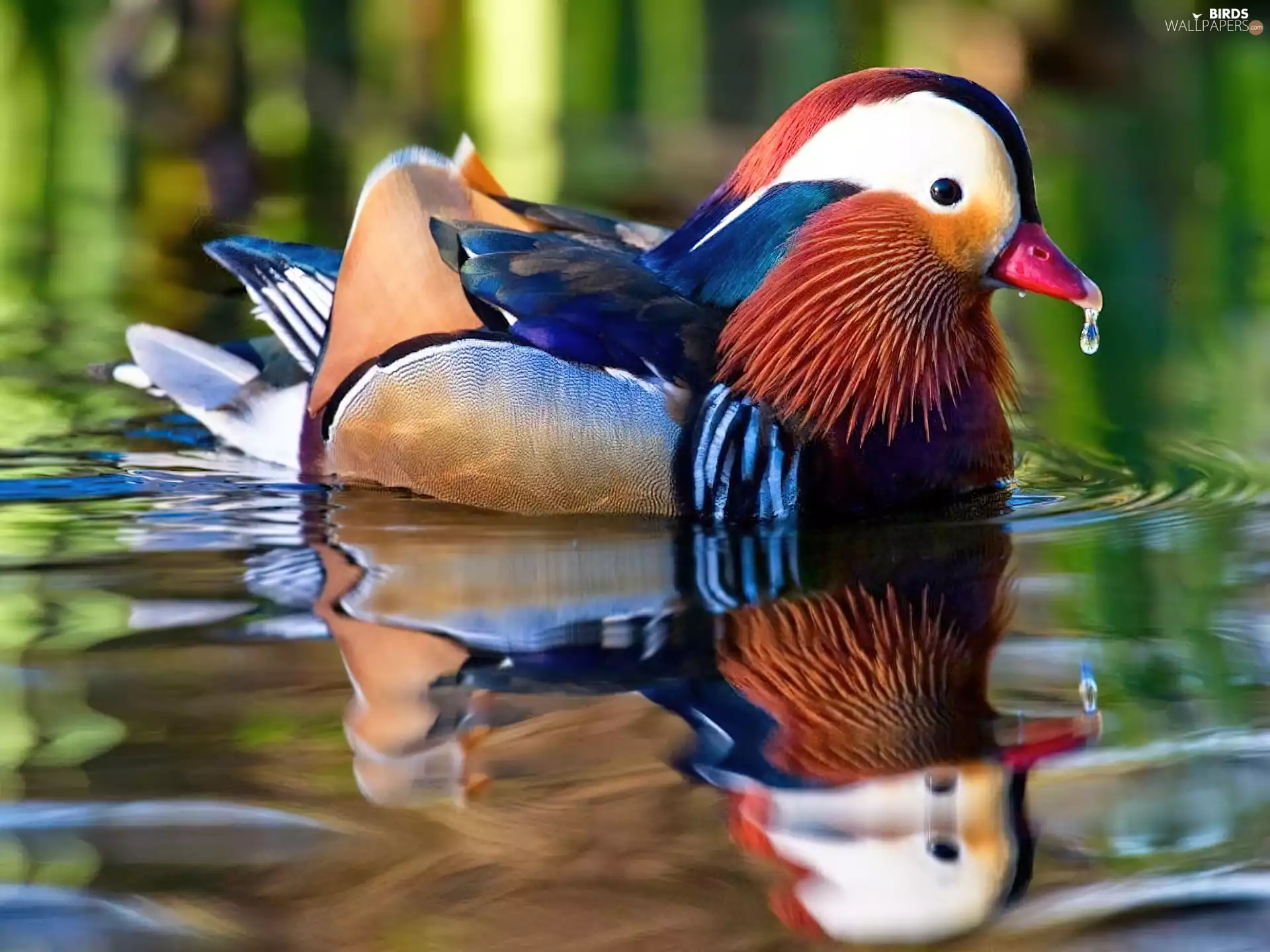 water, duck, reflection