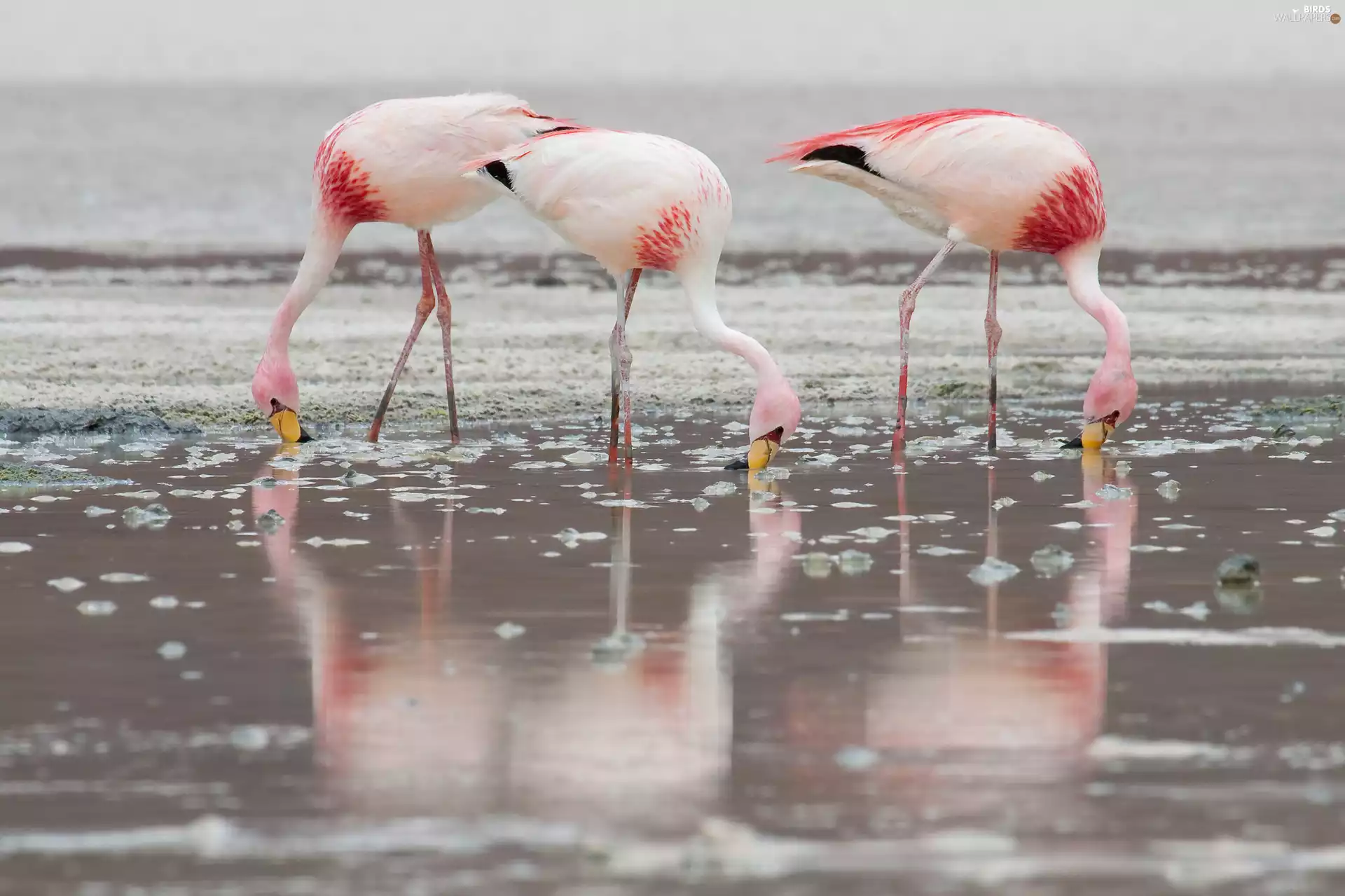inclined, water, reflection, Flamingos Krótkodziobe