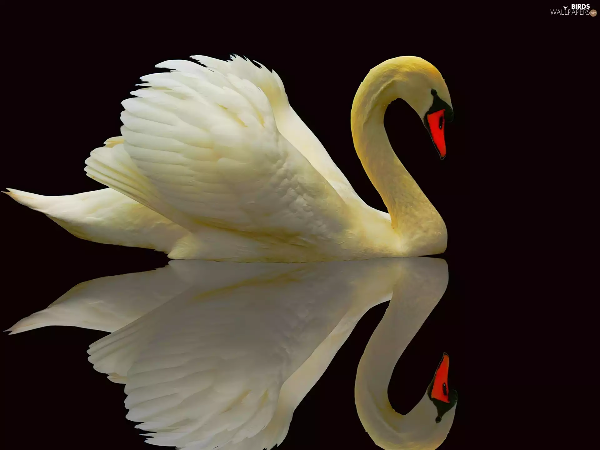 water, Swans, reflection