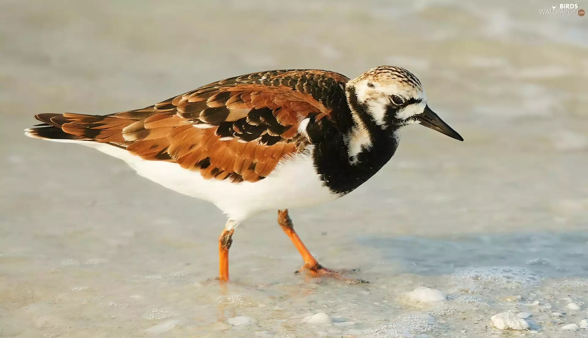 Ruddy Turnstone Ordinary, water