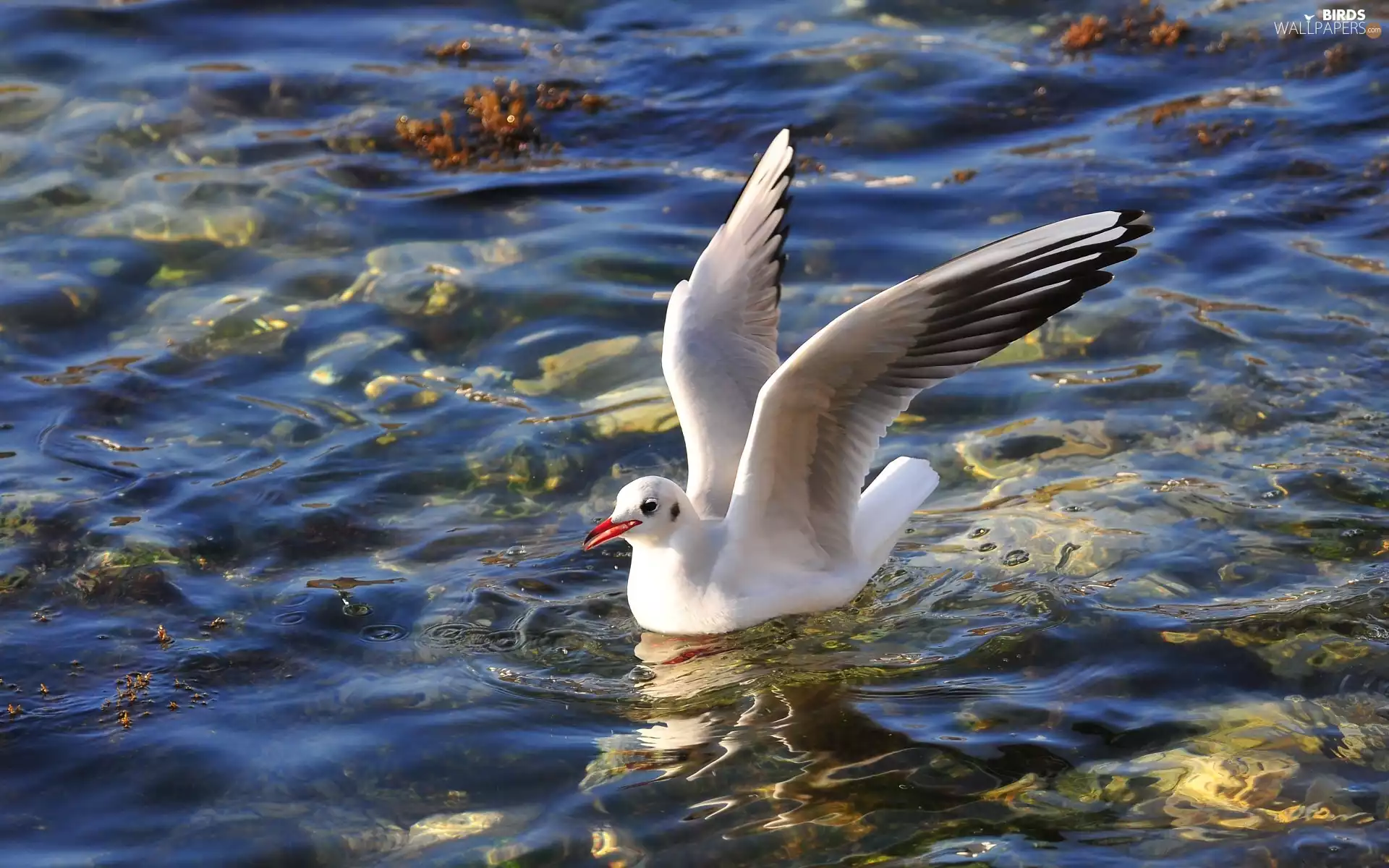 water, Bird, seagull