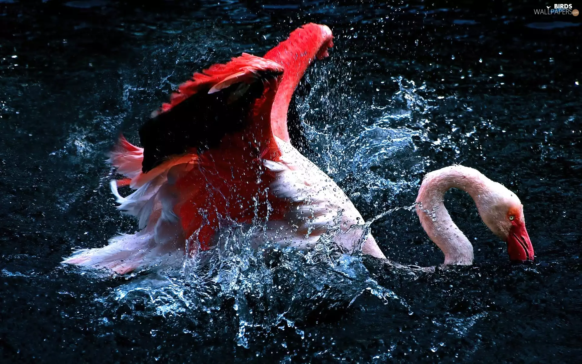water, flamingo, splash