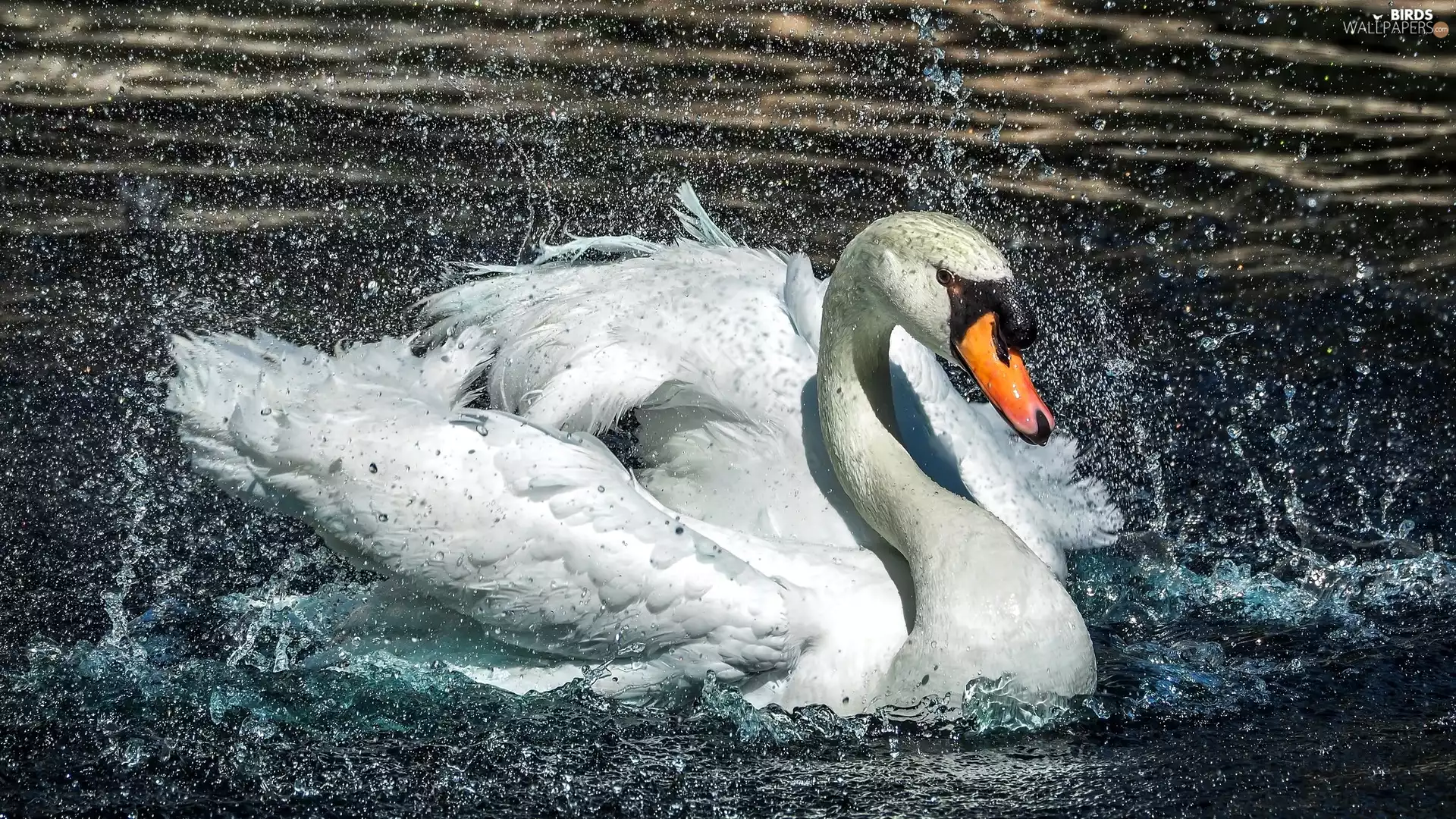 water, Swans, Splashing