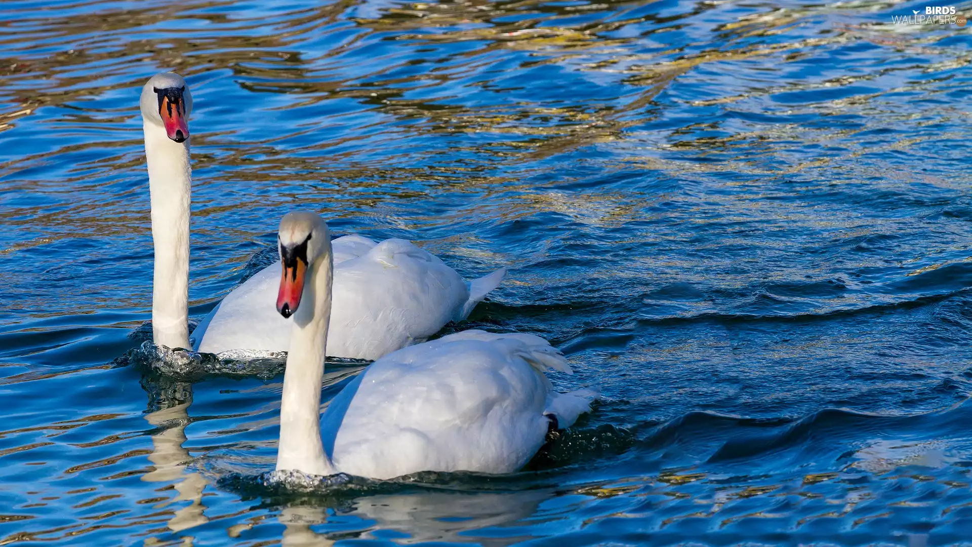 Swan, birds, Steam, water, White, Two cars