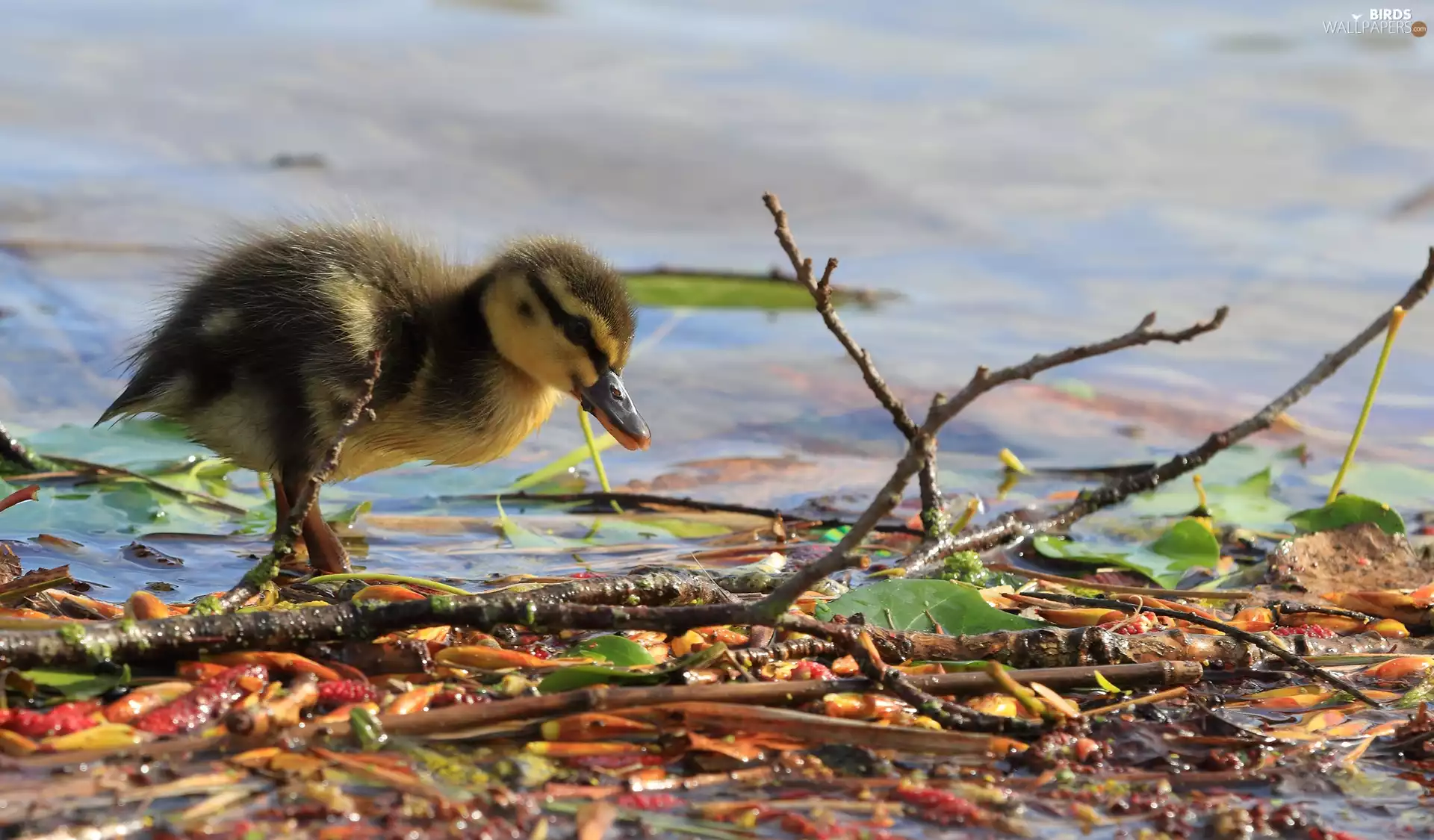 water, Ducky, stick