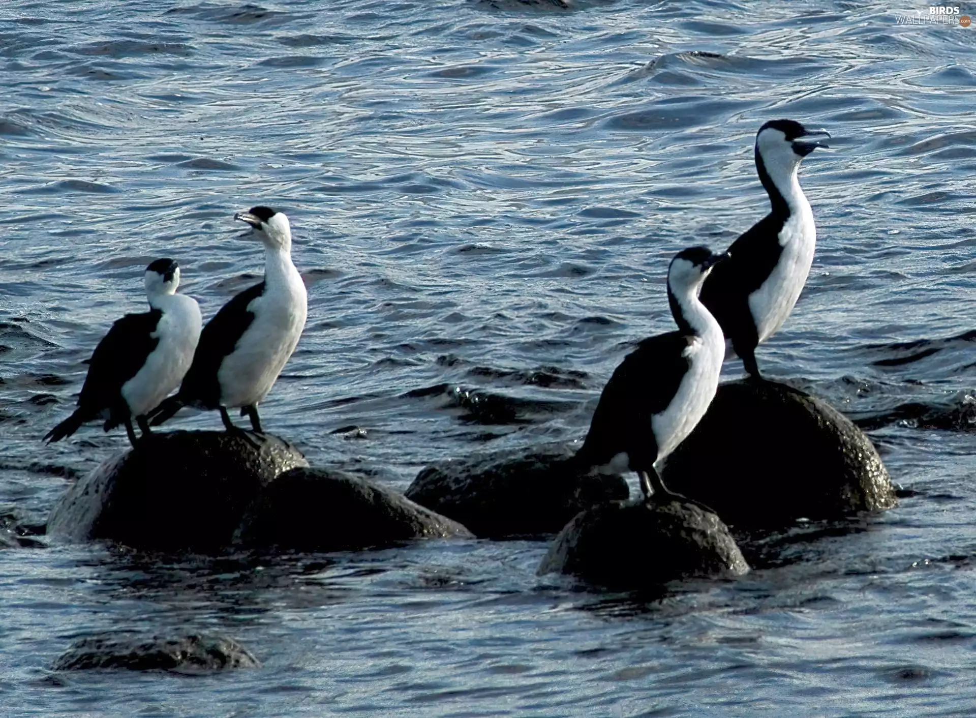 water, cormorants, Stones