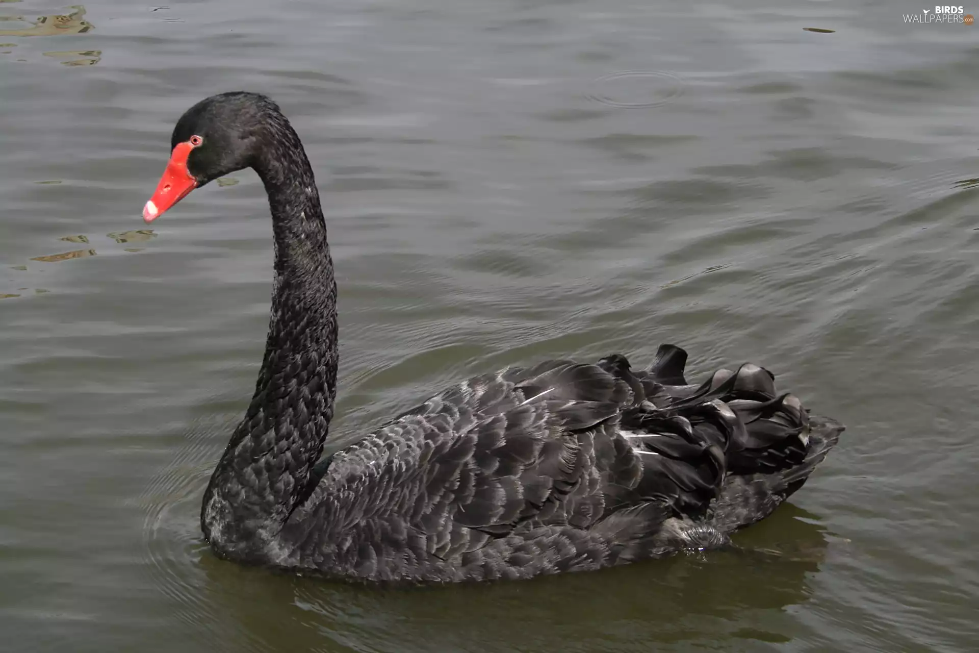 water, Black, swan