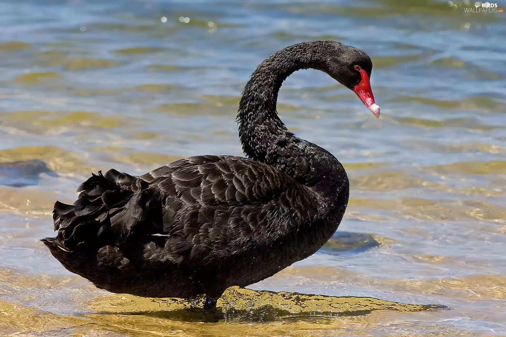water, Black, swan