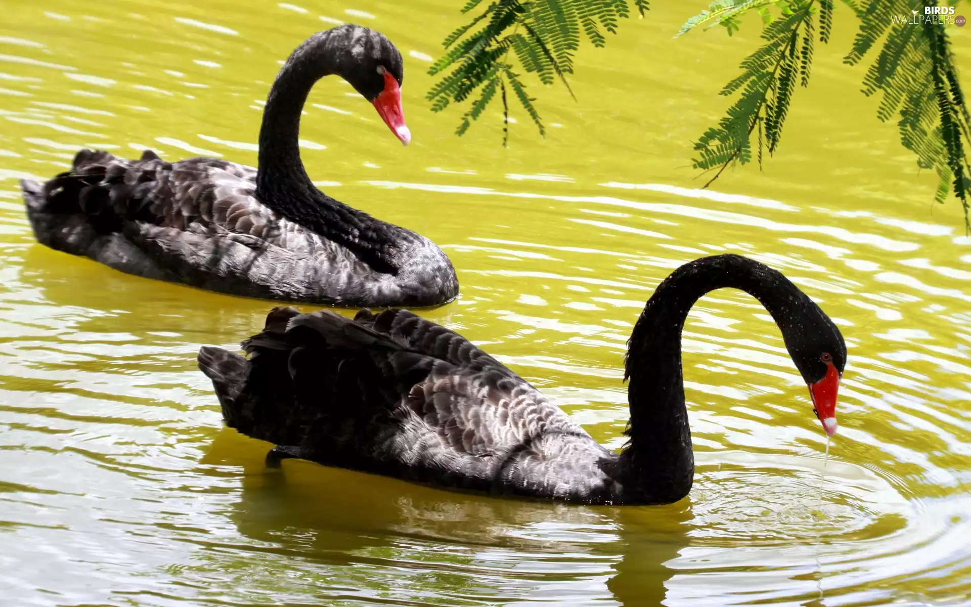 water, Black, Swan