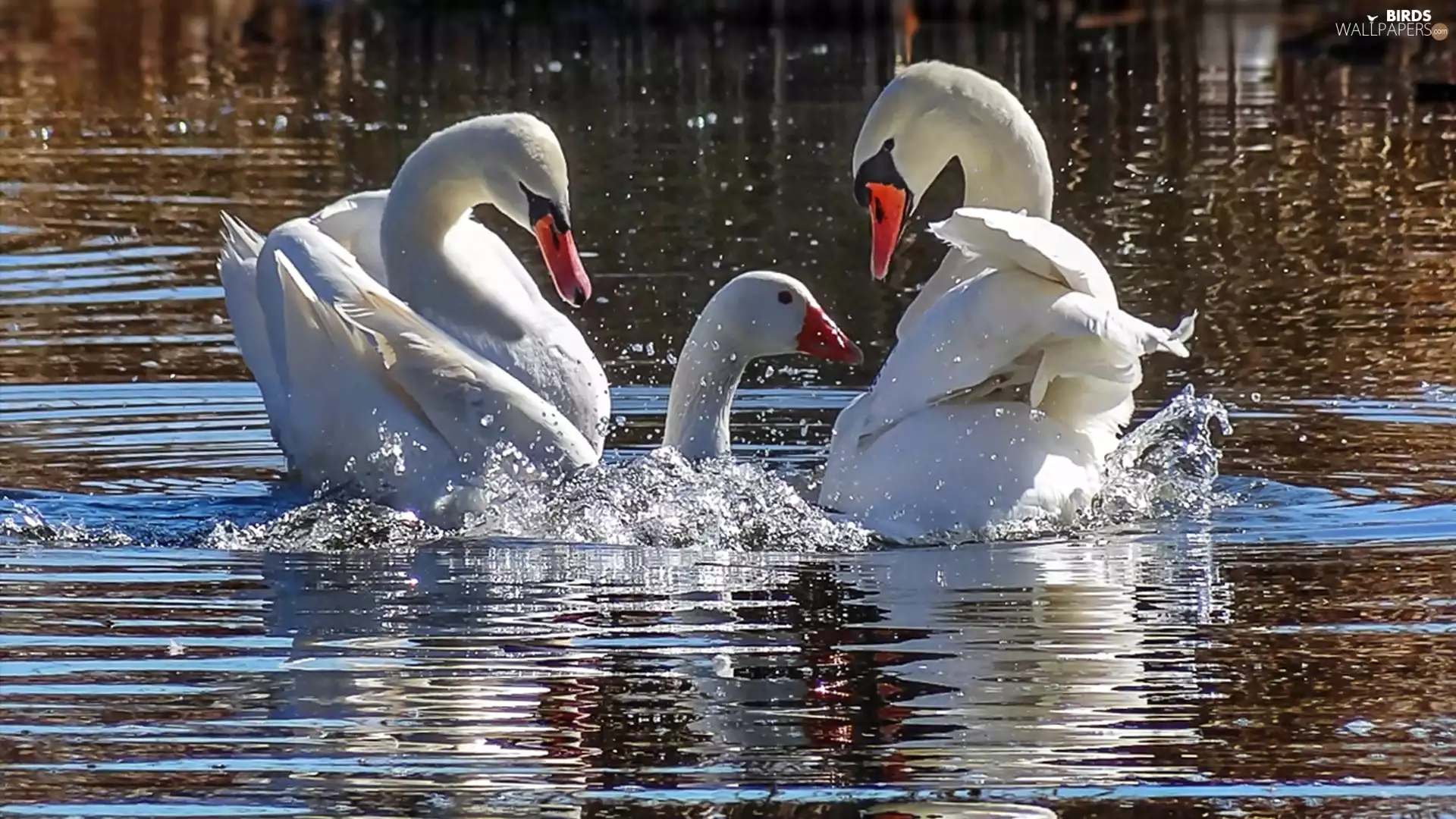 Swan, lake, goose, water
