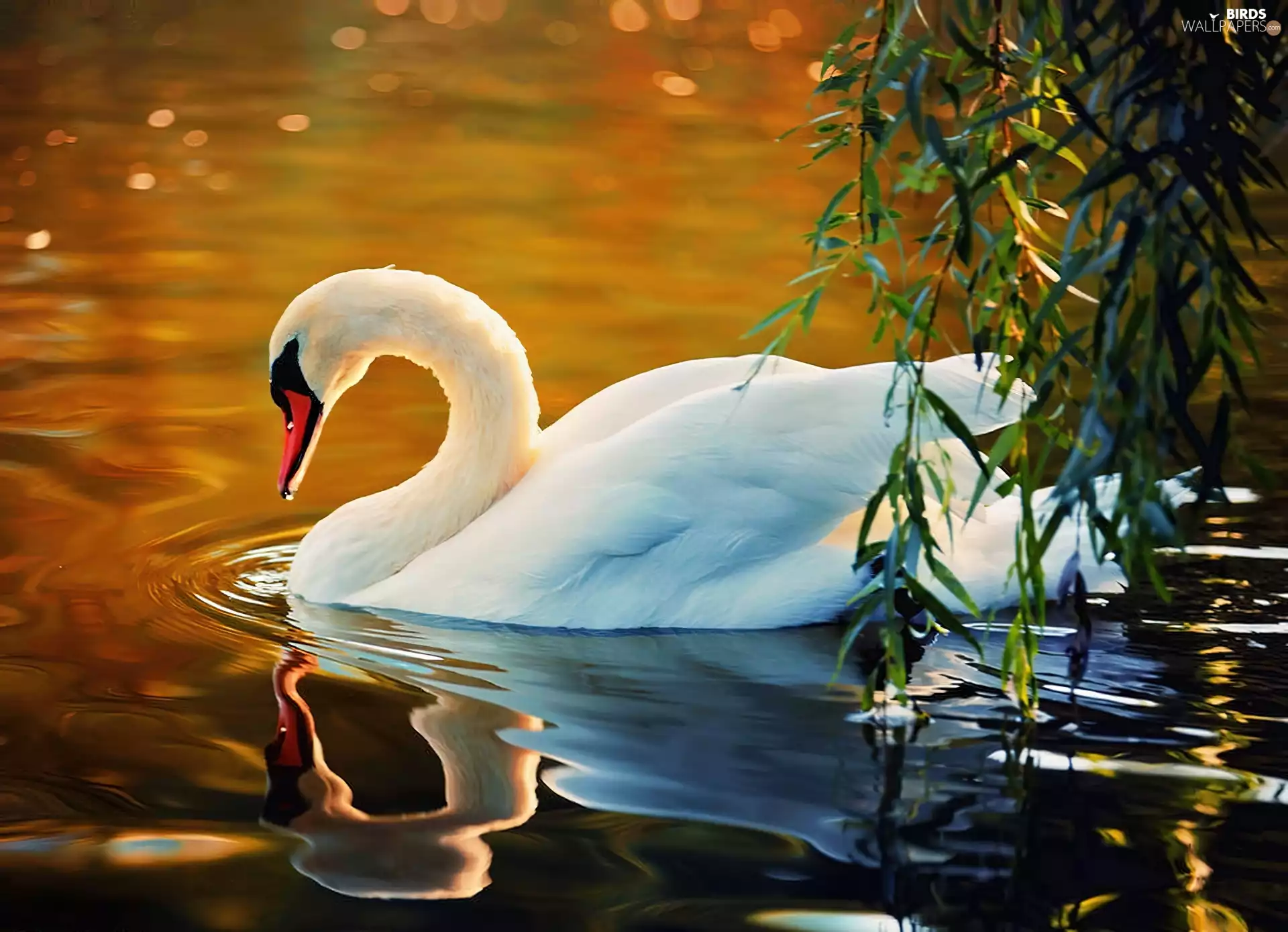 Swan, trees, reflection, water