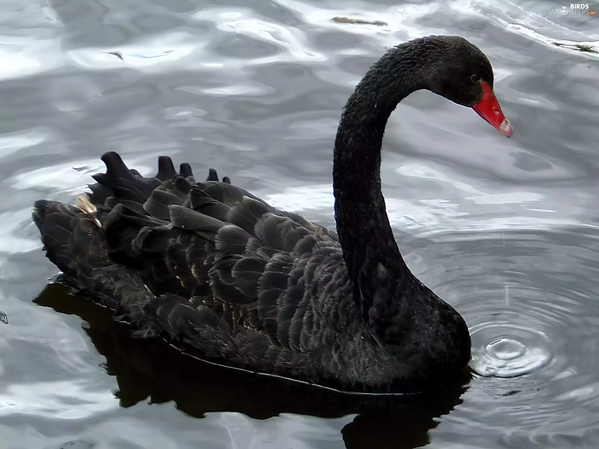 water, Black, Swans