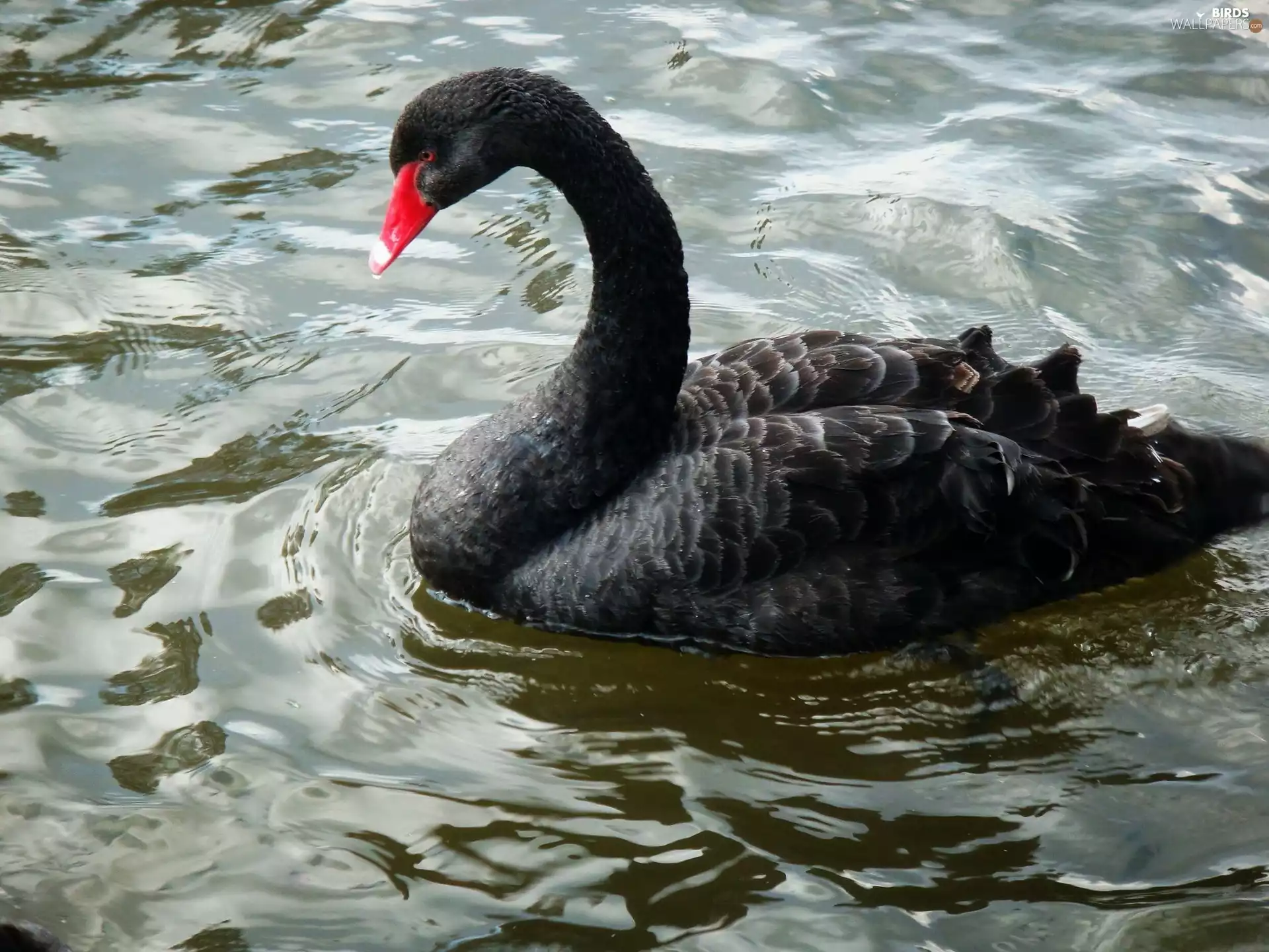 water, Black, Swans
