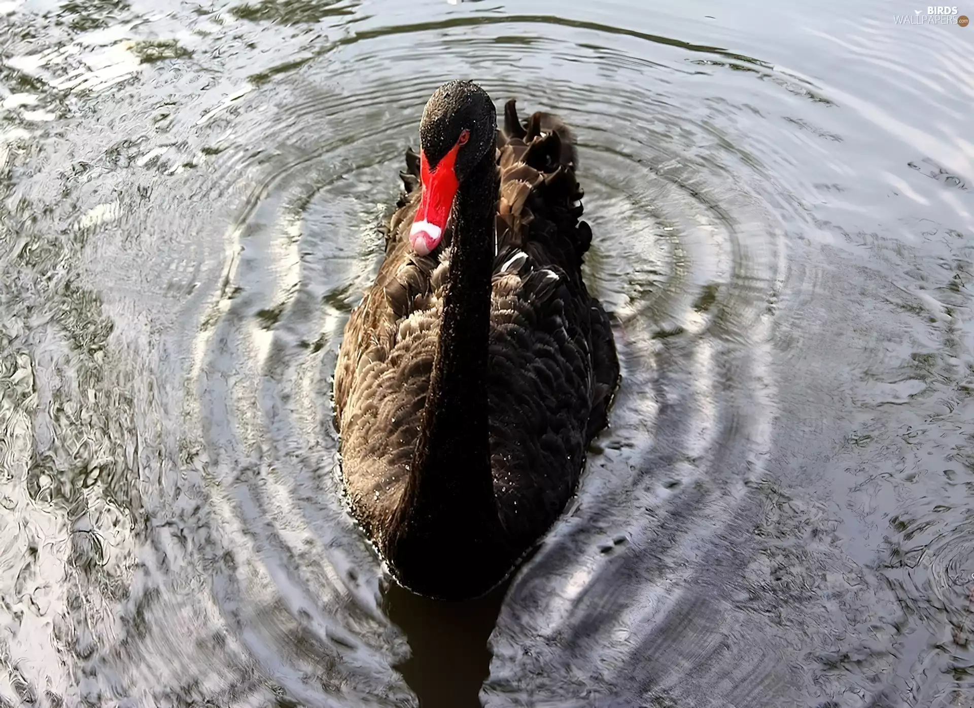 water, Black, Swans