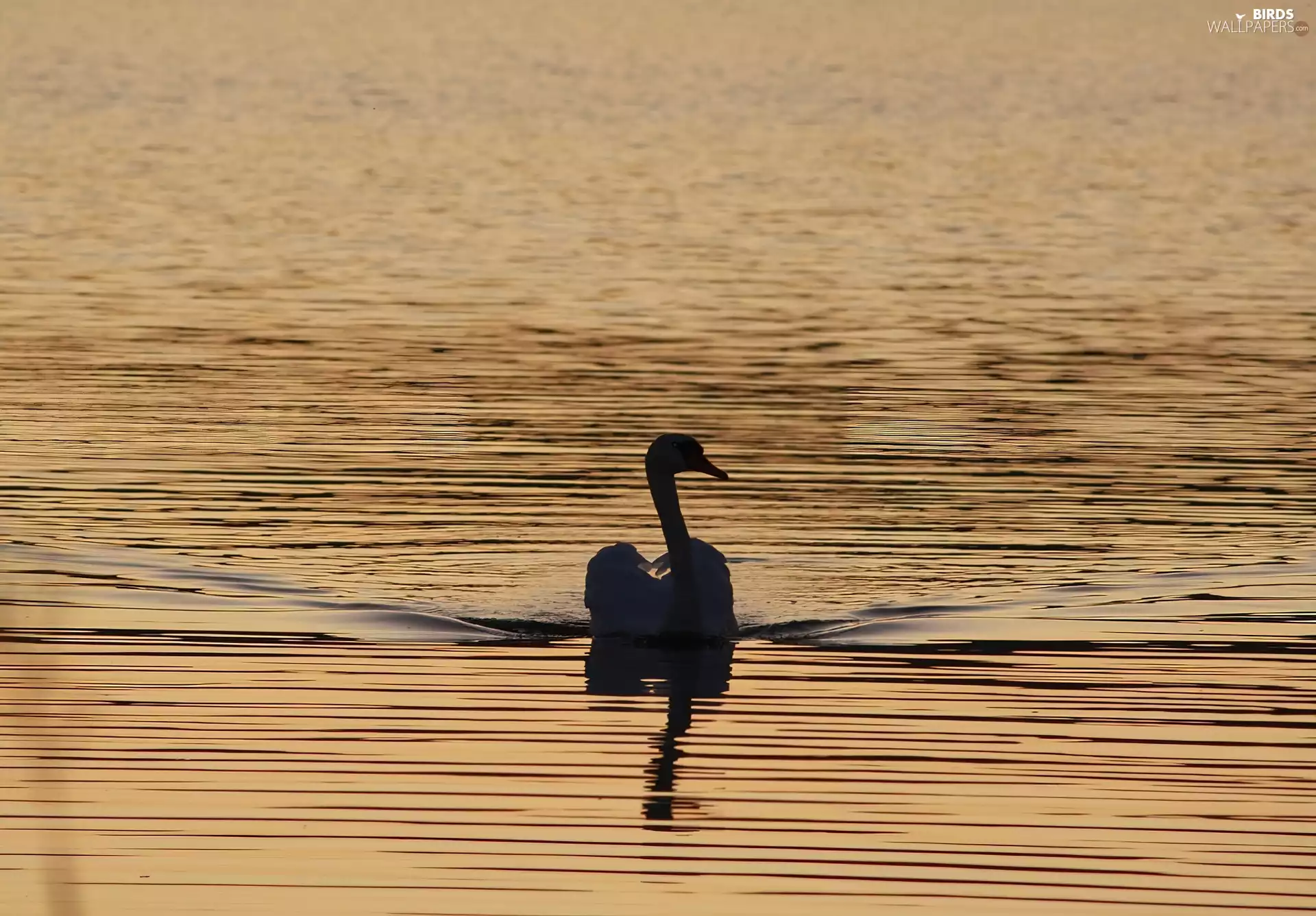 water, flowing, Swans