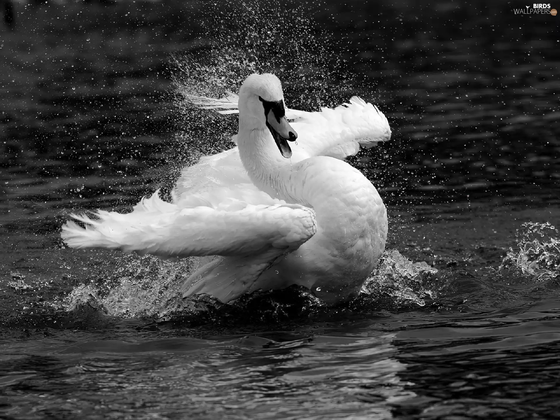 water, landing, Swans