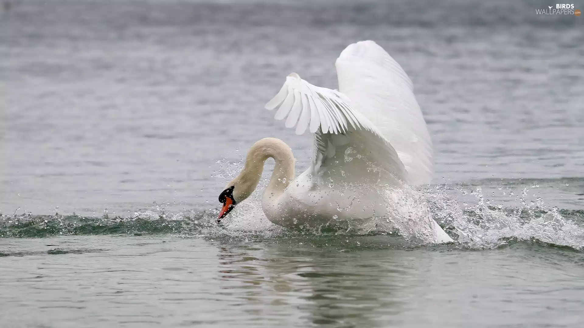 wings, water, Swans, spread, White