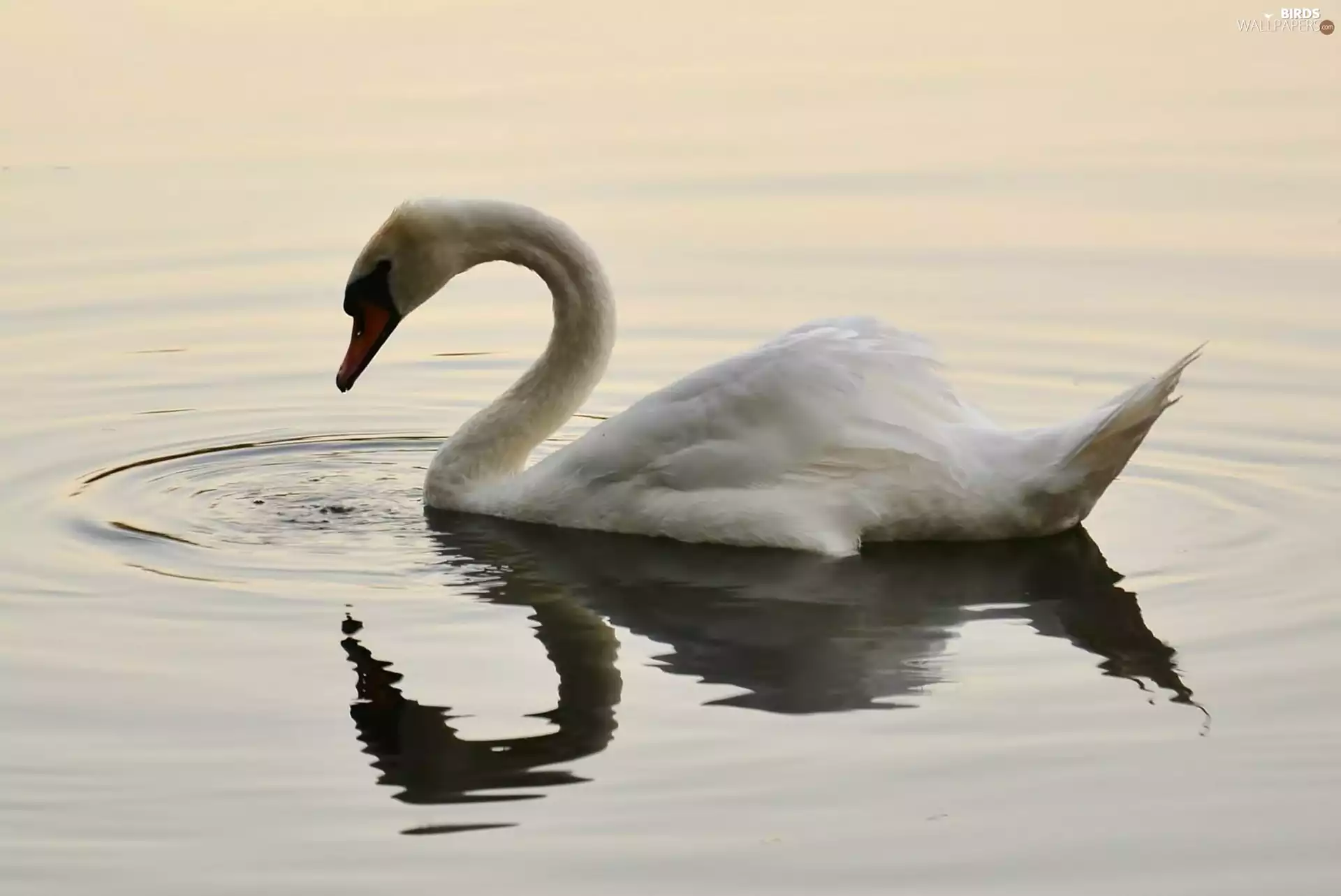 water, White, Swans