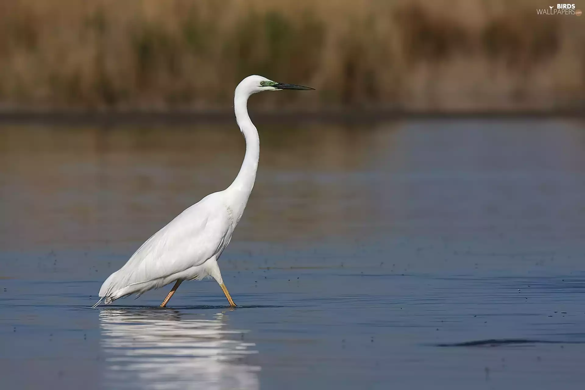 water, heron, White