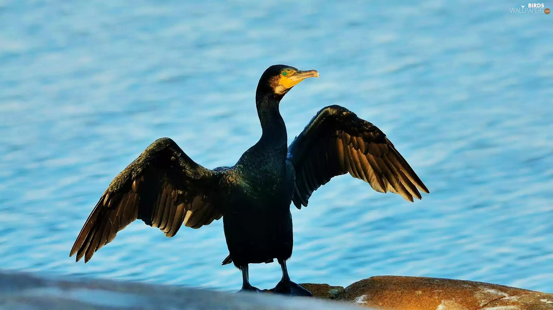water, cormorant, wings
